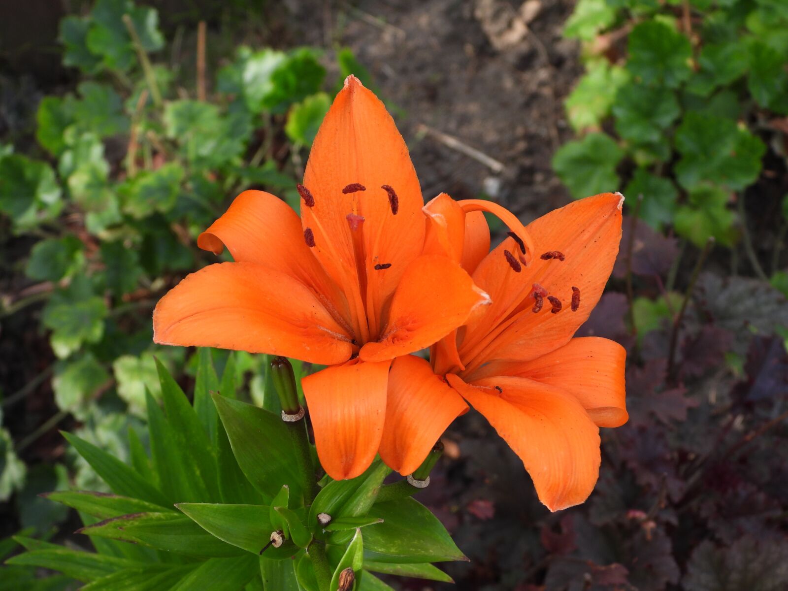 Nikon Coolpix P1000 sample photo. Lily, flower, orange photography