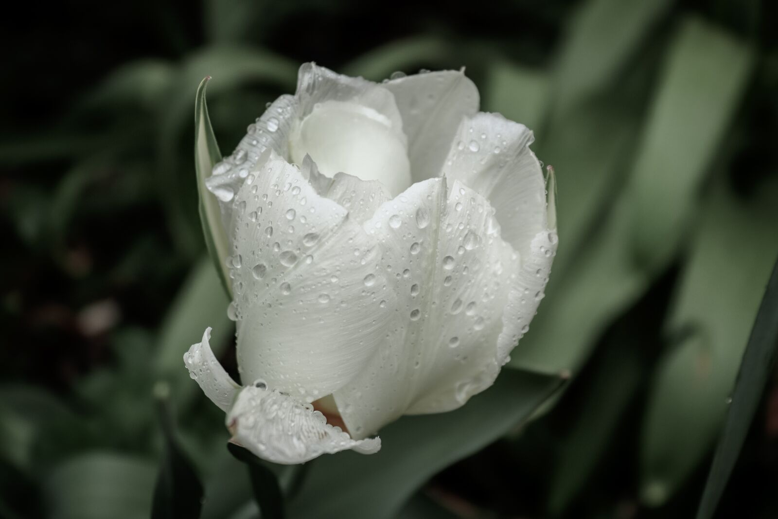 Canon EOS 200D (EOS Rebel SL2 / EOS Kiss X9) sample photo. Tulip, blossom, bloom photography