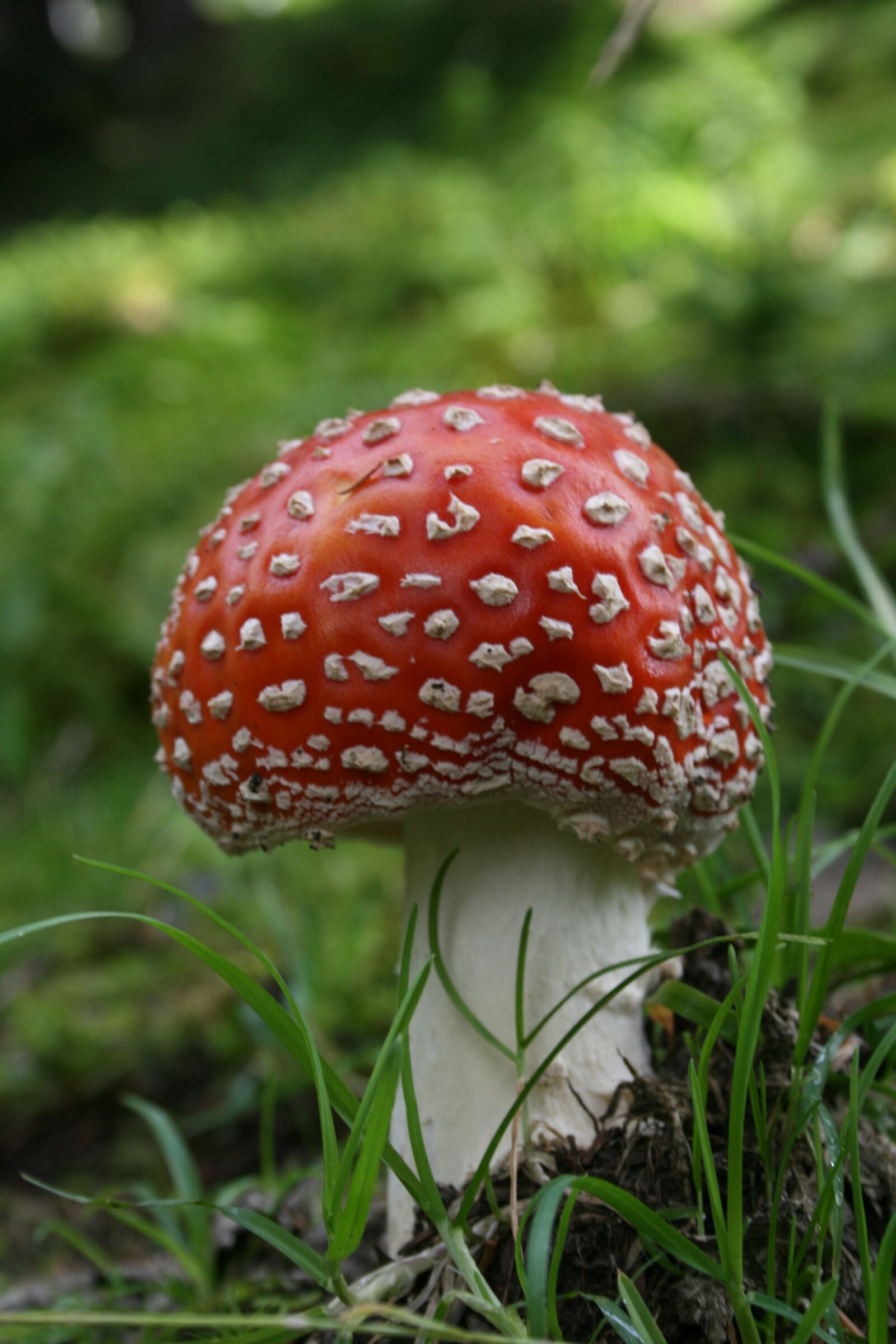 Canon EOS 400D (EOS Digital Rebel XTi / EOS Kiss Digital X) sample photo. Fly agaric, nature, forest photography