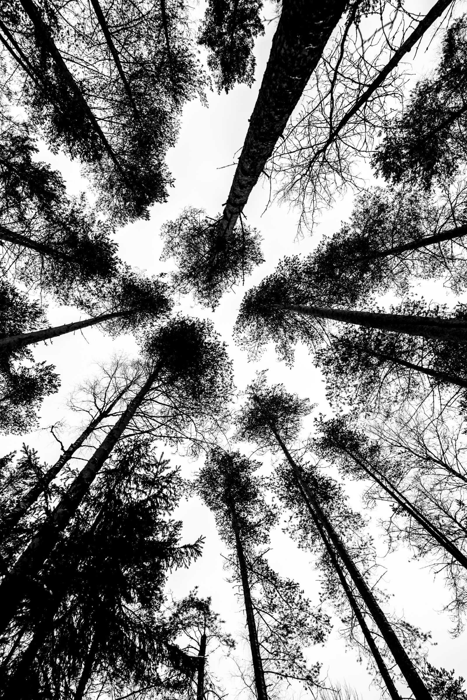 Nikon D750 sample photo. Black, white, threes photography