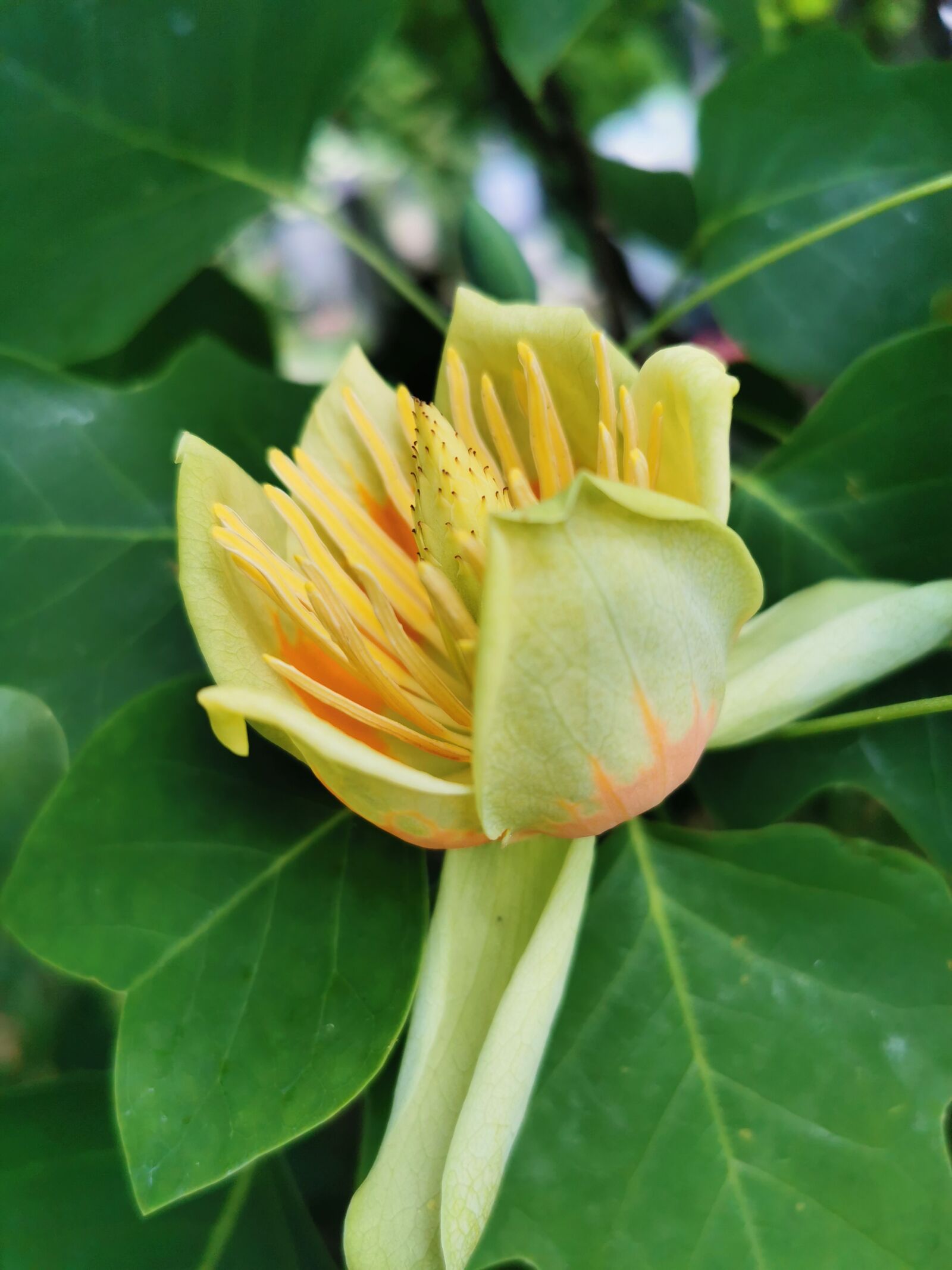 HUAWEI P30 Pro sample photo. Maple, flower, yellow photography