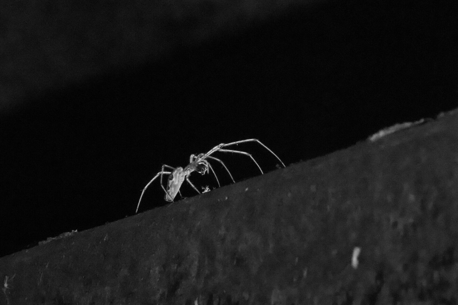 Canon EOS 200D (EOS Rebel SL2 / EOS Kiss X9) sample photo. Spider, black and white photography