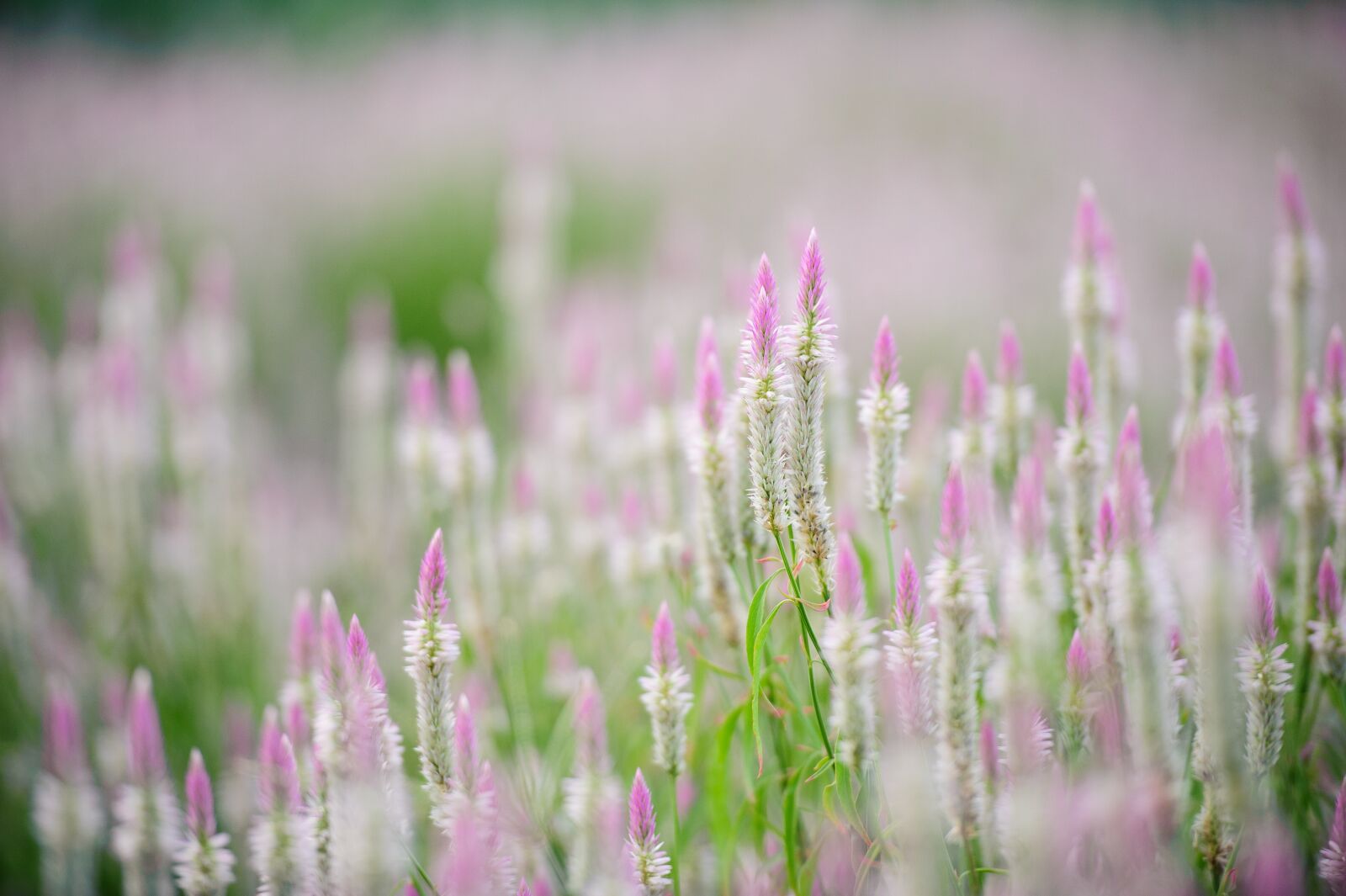 Nikon D700 sample photo. Flowers, grass, summer photography