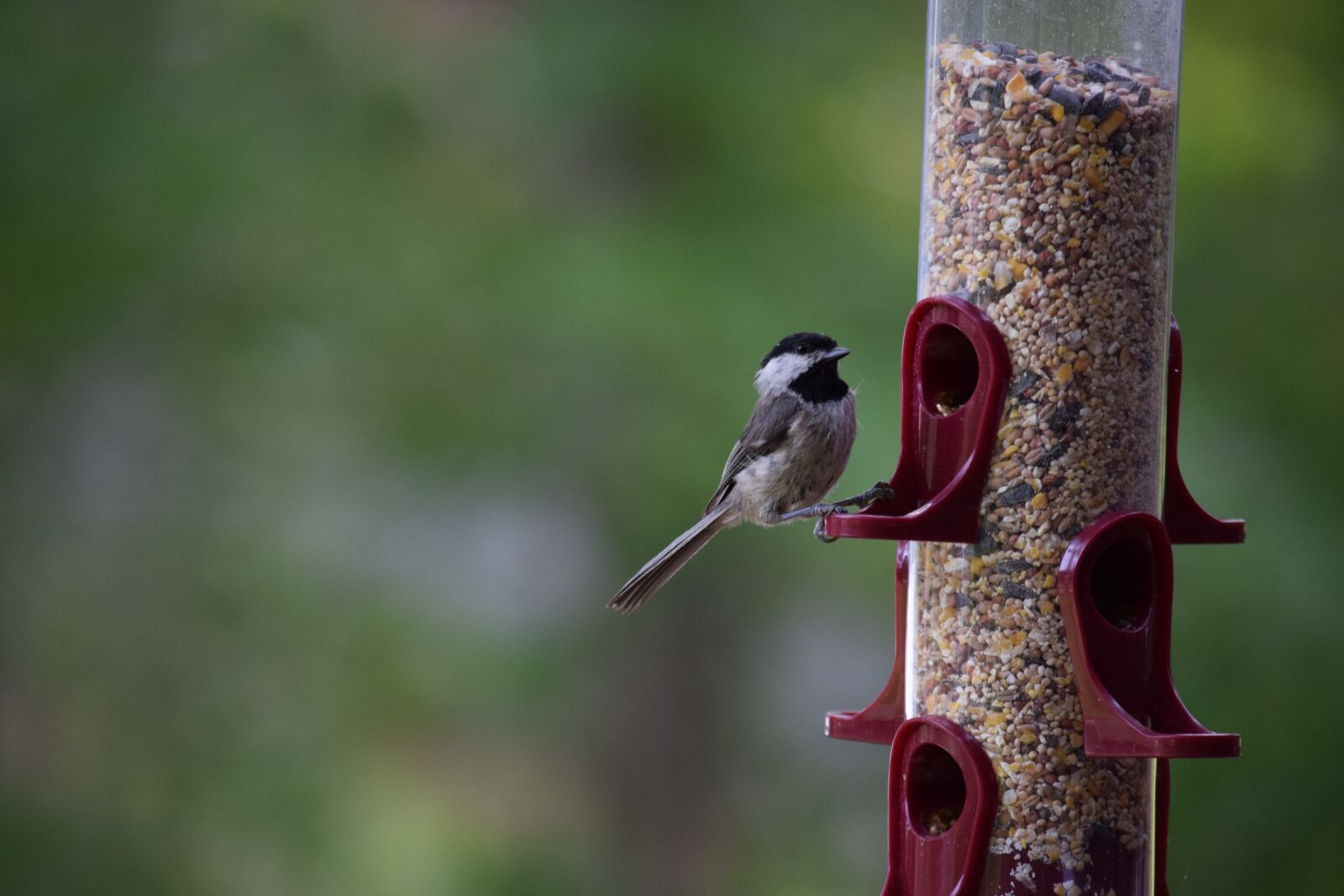 Nikon D3300 sample photo. Bird, chickadee, bird feeder photography