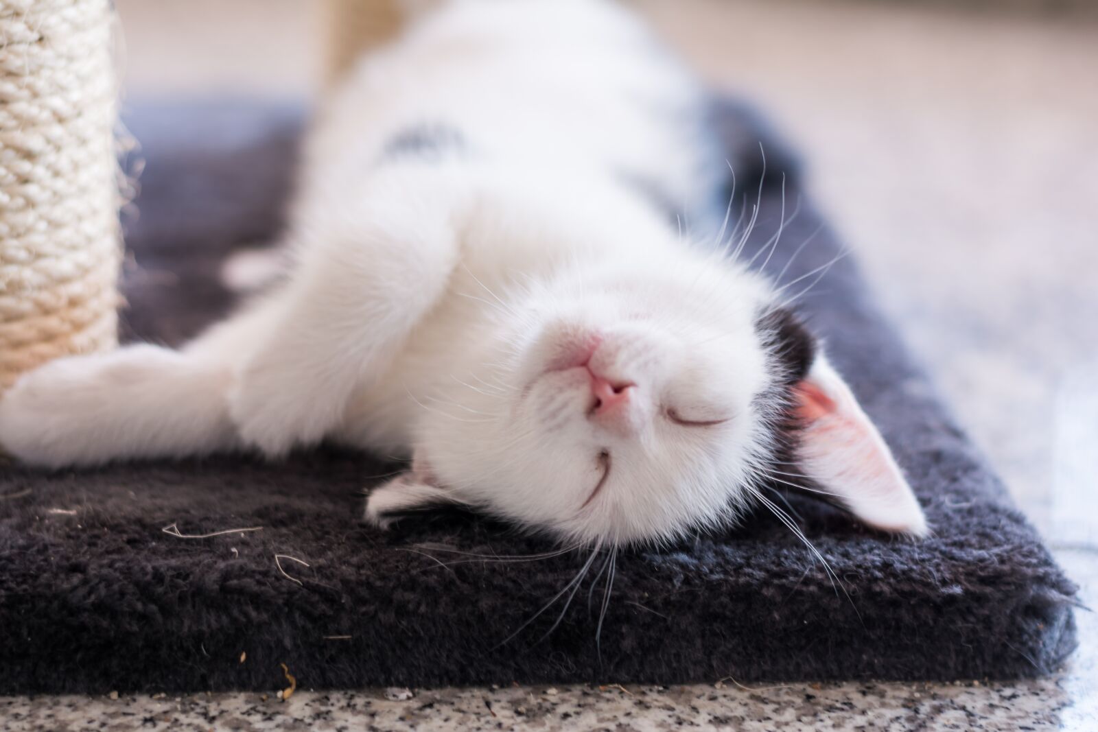 Nikon D5200 sample photo. Baby cat, cat baby photography