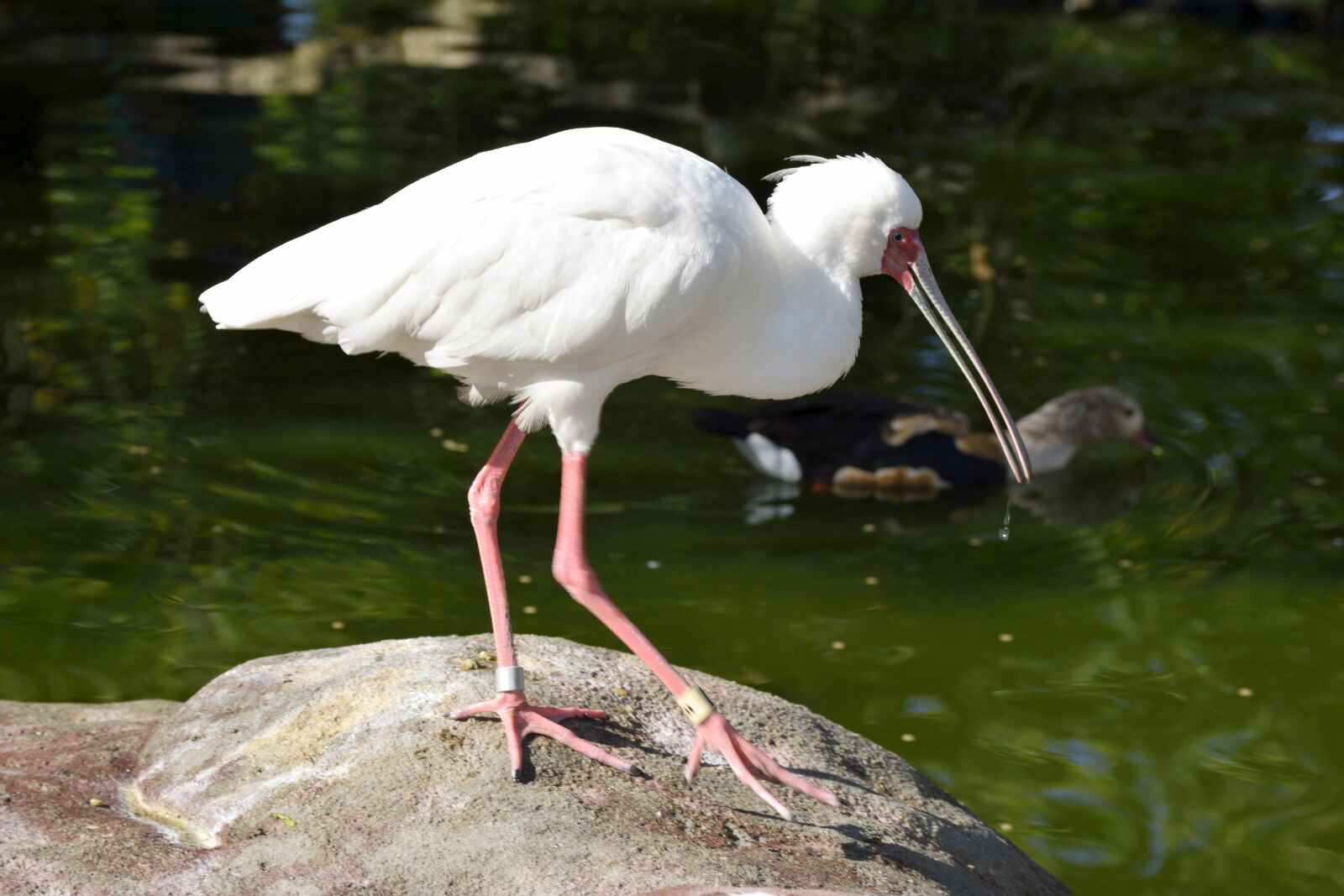 Nikon D3300 sample photo. Ibis, bird, avian photography