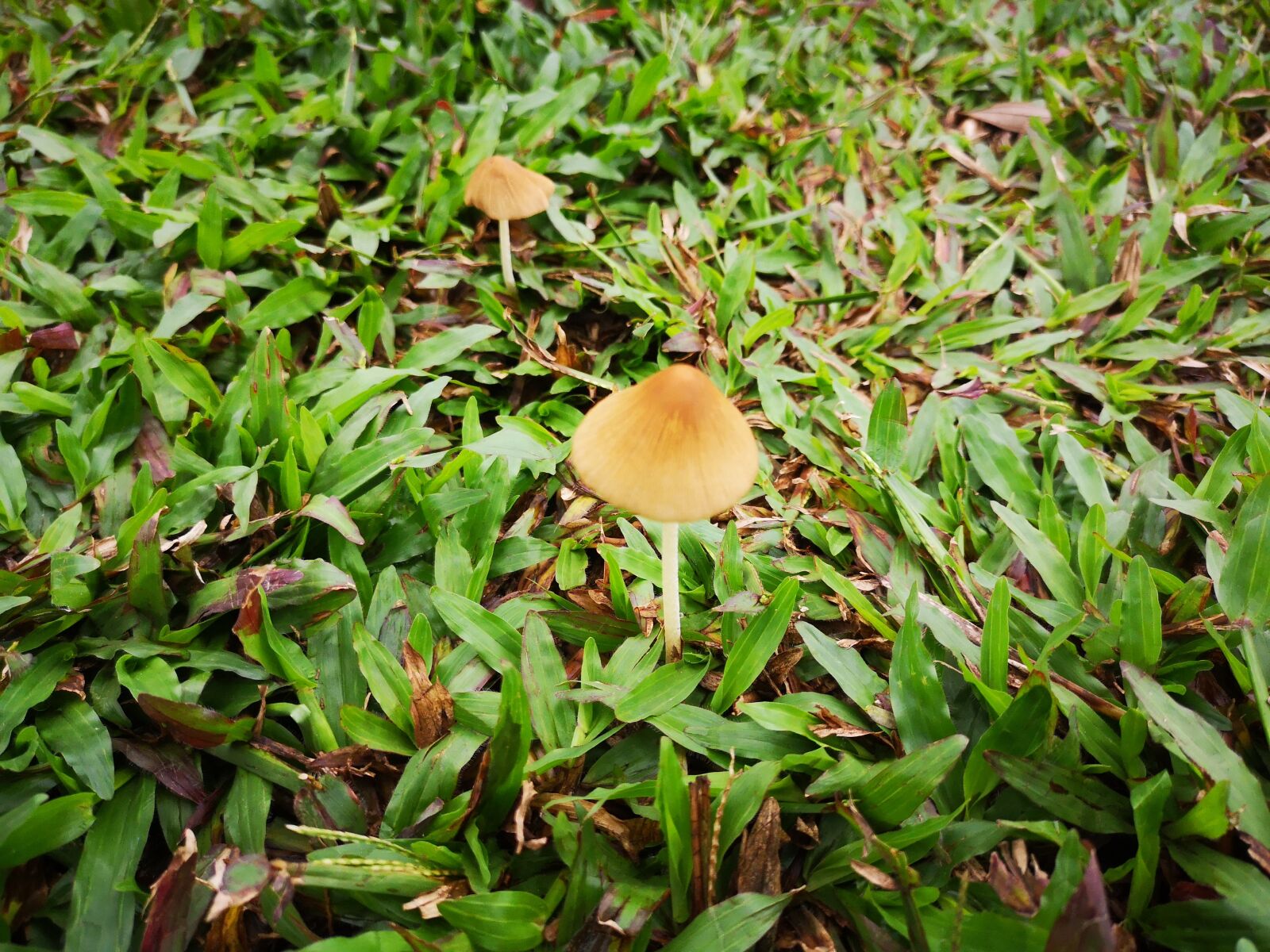 HUAWEI P20 sample photo. Flower, grass, tree photography