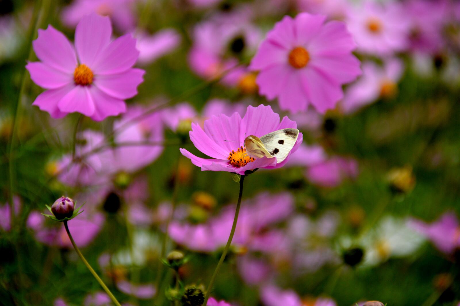 Nikon D3200 sample photo. Cosmos, the white one photography