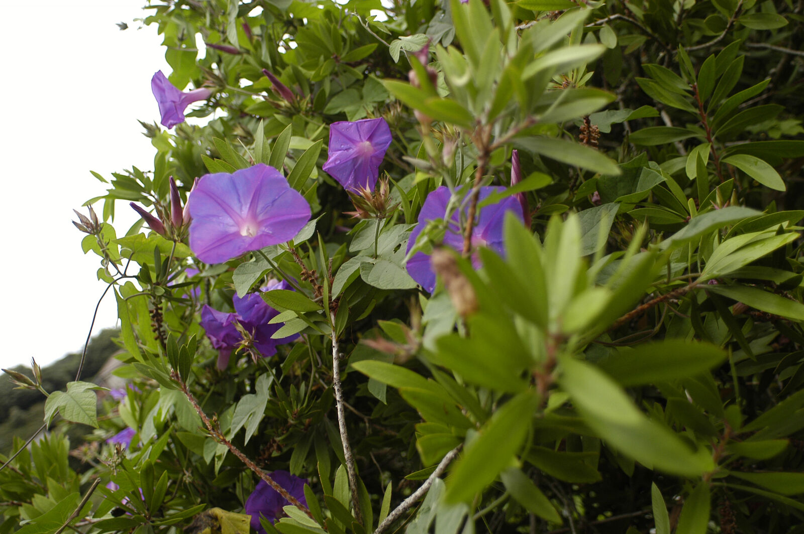 Nikon D100 sample photo. Close, up, of, purple photography