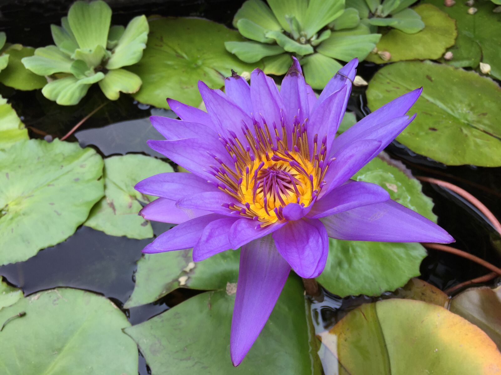 Apple iPhone 6 sample photo. Purple, magenta, lotus flower photography