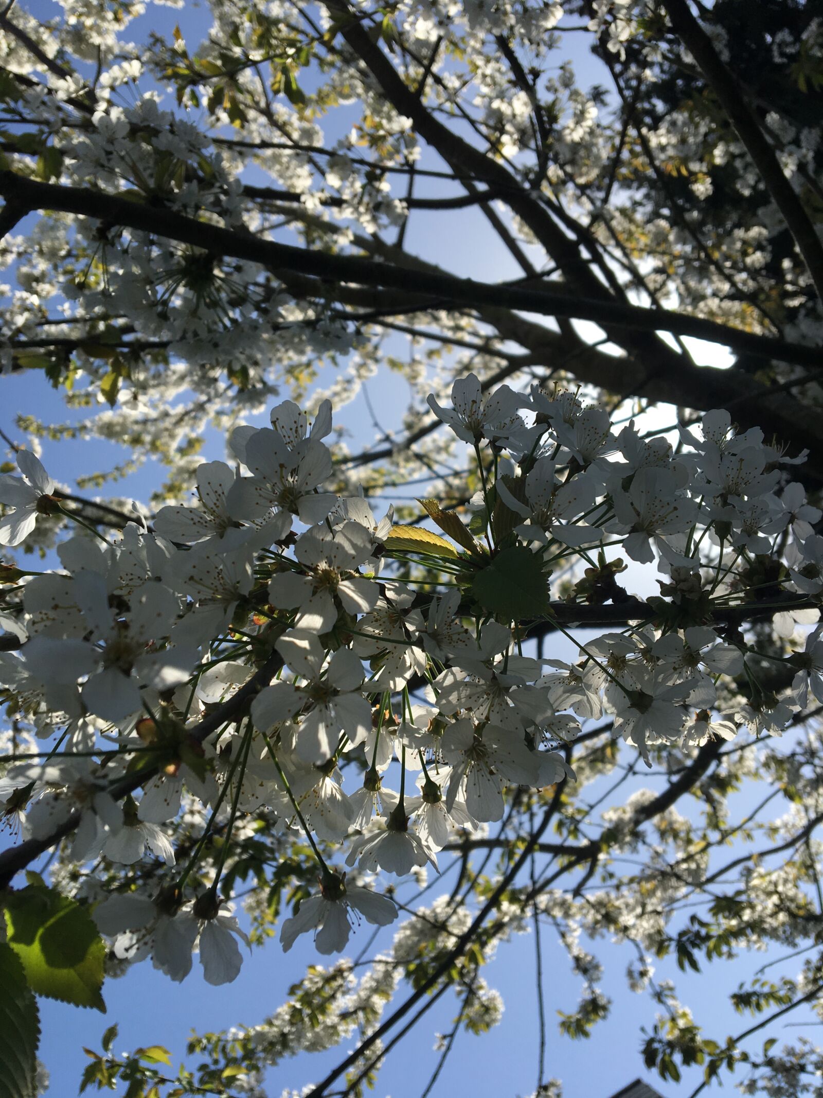 Apple iPhone 6s sample photo. Tree, branch, nature photography