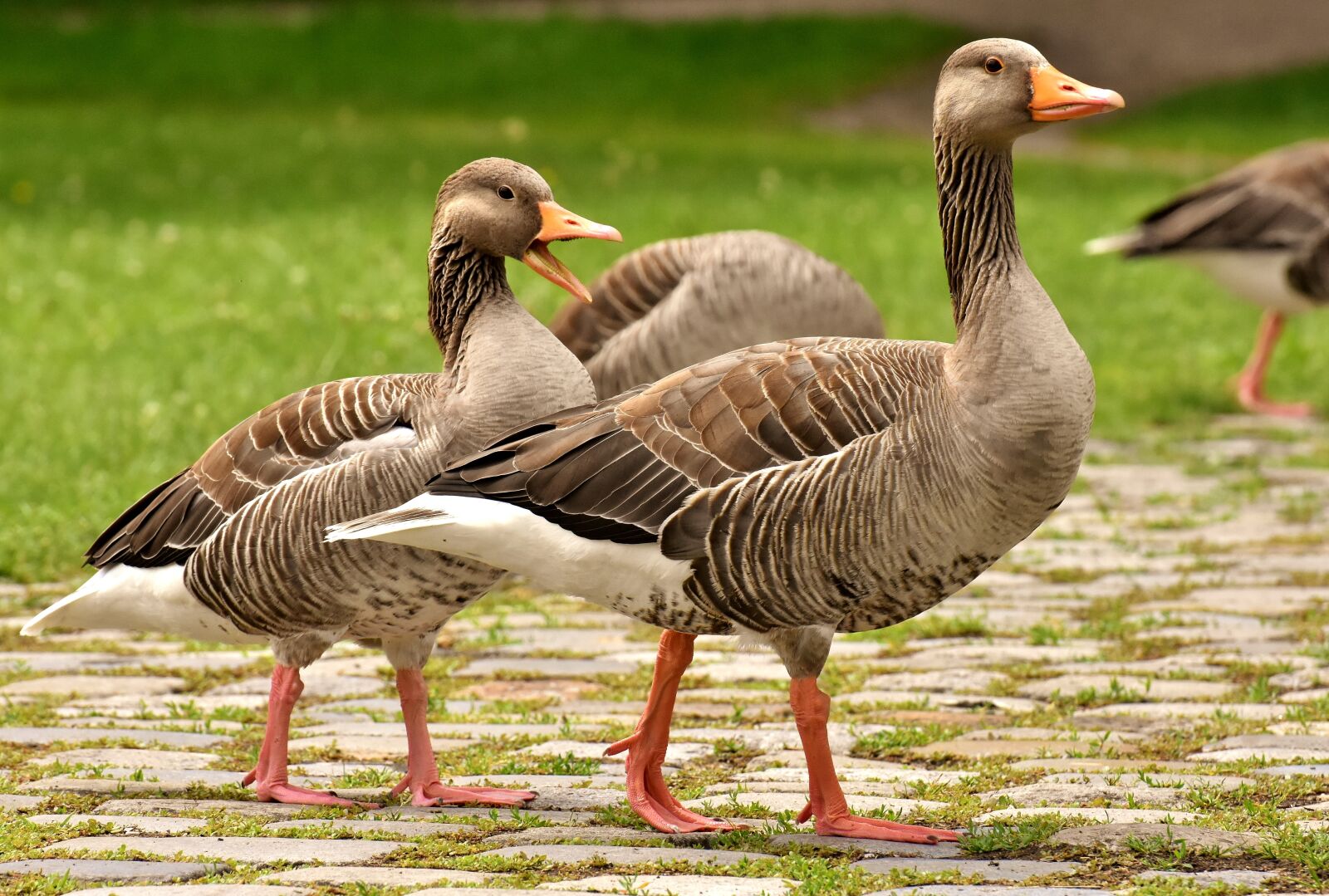 Nikon D7200 sample photo. Geese, wild geese, waterfowl photography