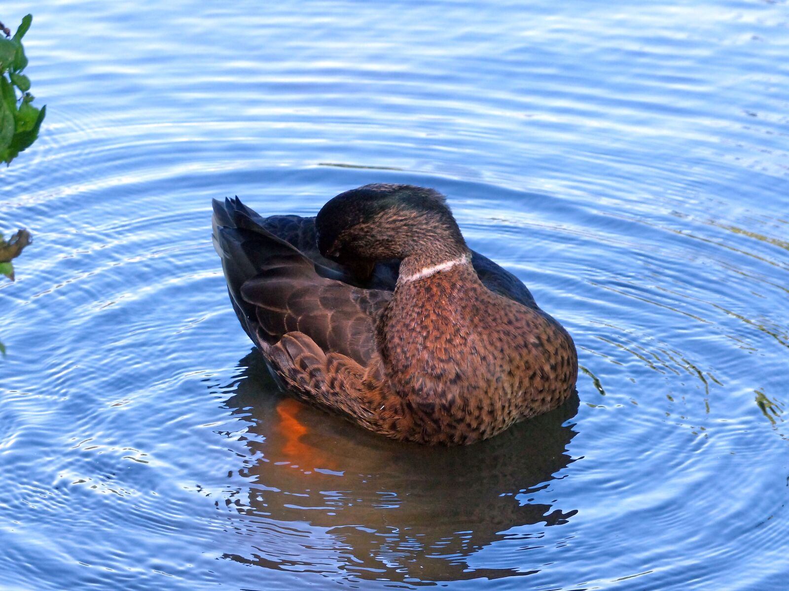 Panasonic Lumix DMC-FZ200 sample photo. Duck, wild duck, animal photography