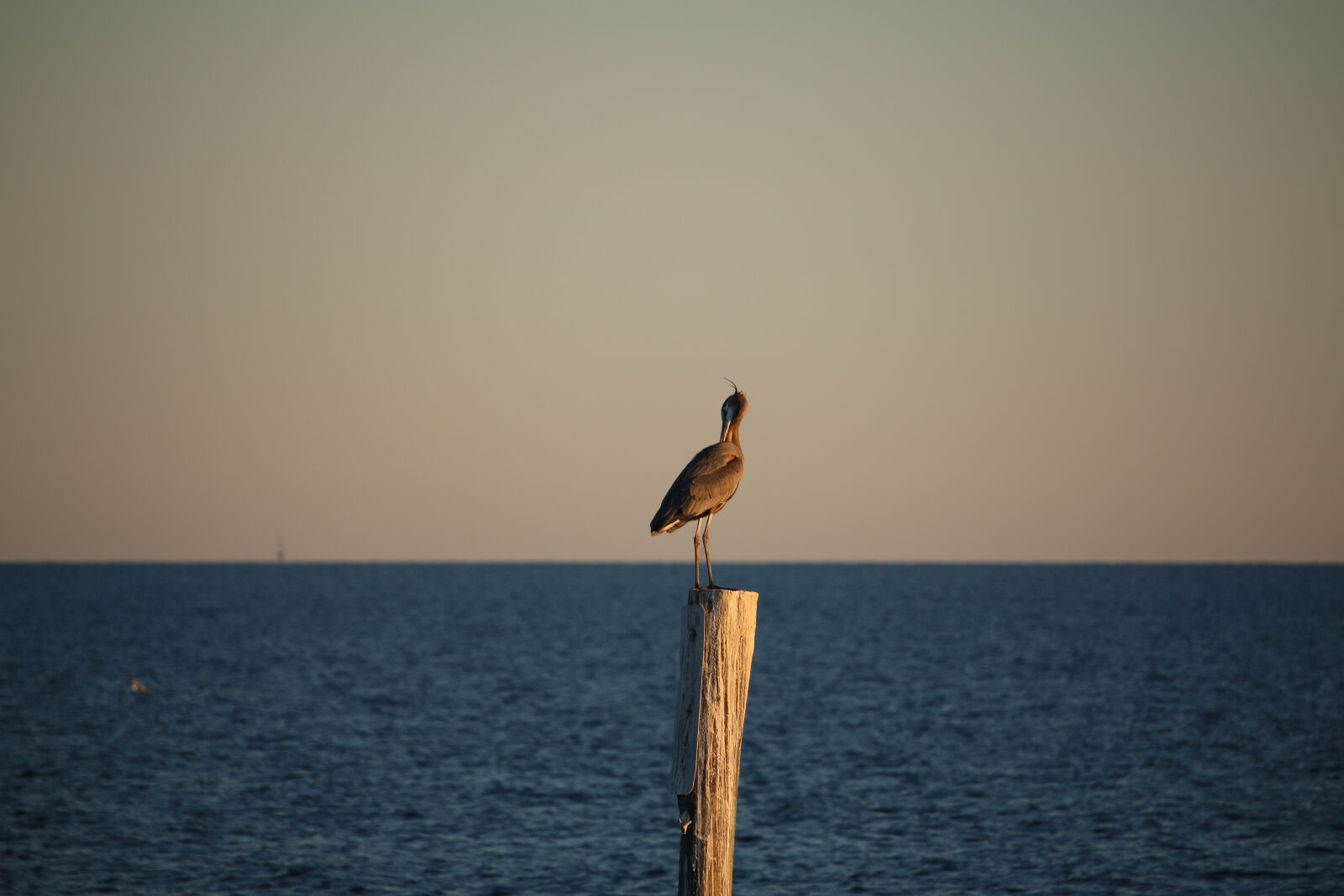 Canon EOS 70D + Canon EF-S 55-250mm F4-5.6 IS STM sample photo. Bird, gulf, gulf, of photography
