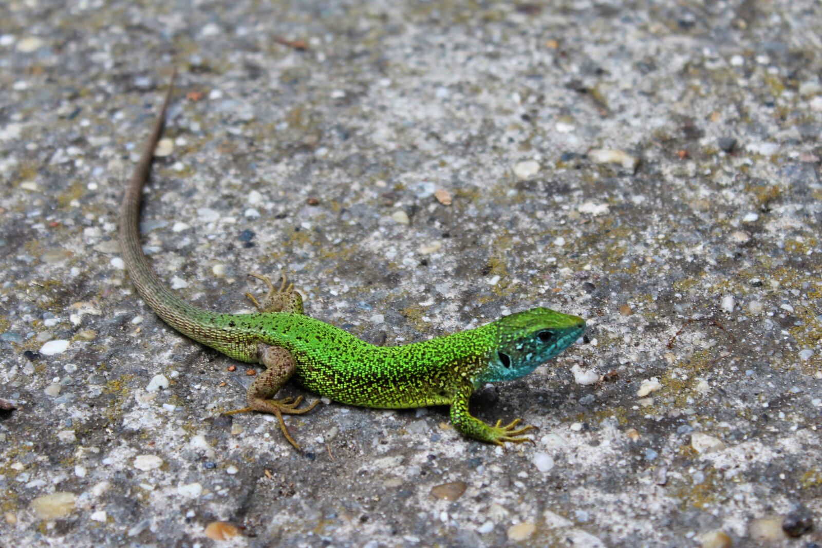 Canon EOS 1200D (EOS Rebel T5 / EOS Kiss X70 / EOS Hi) sample photo. Lizard, nature, color photography