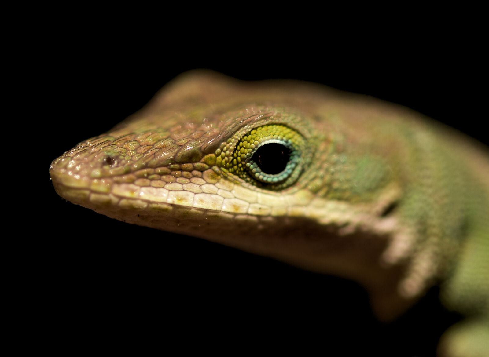 Nikon D7200 sample photo. Creature, lizard, reptile photography