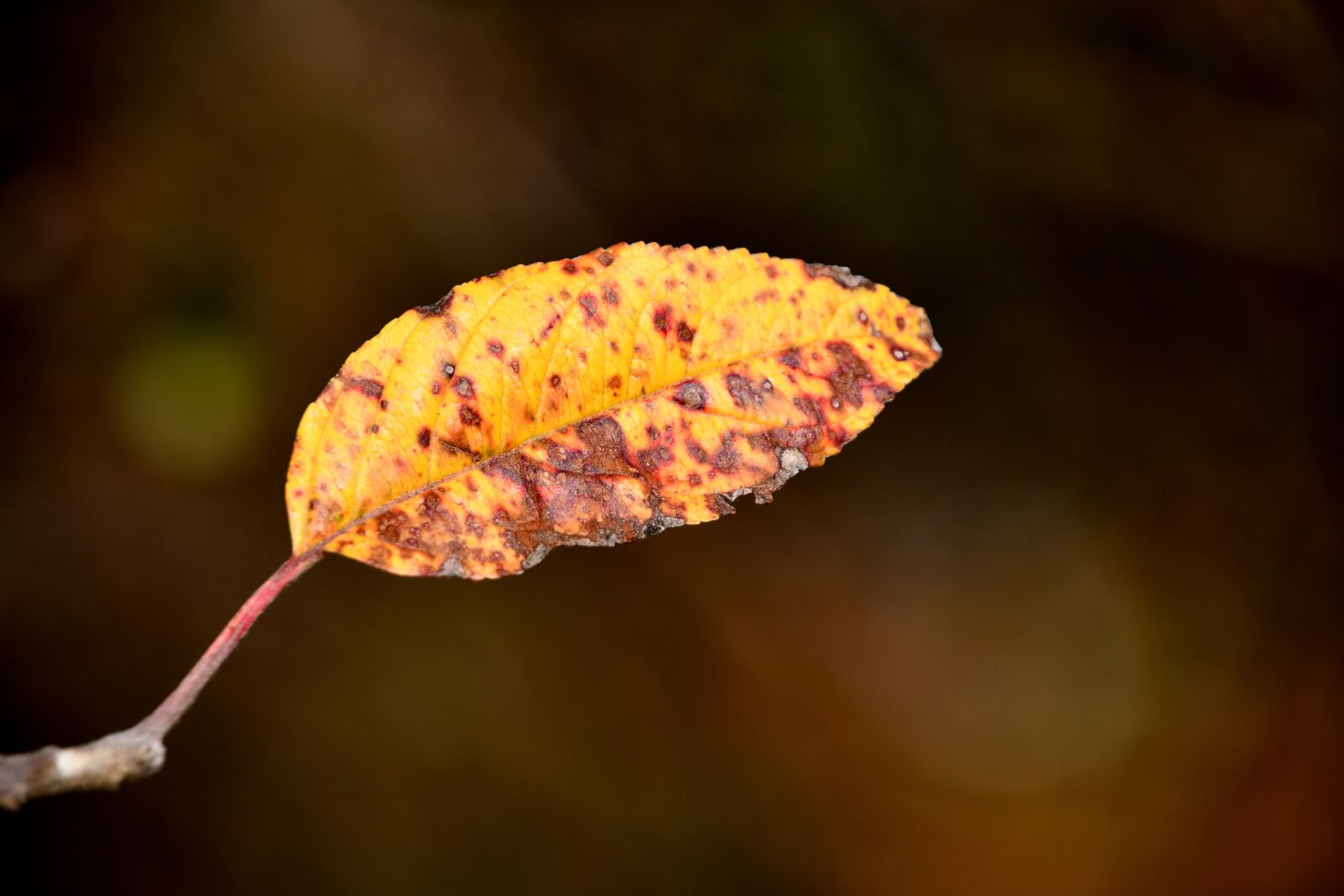 Nikon D7500 sample photo. Leaf, autumn, season photography