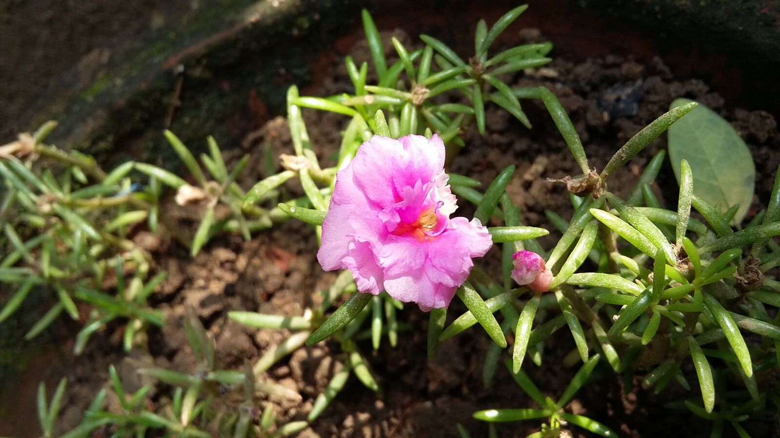 Samsung Galaxy Grand Prime sample photo