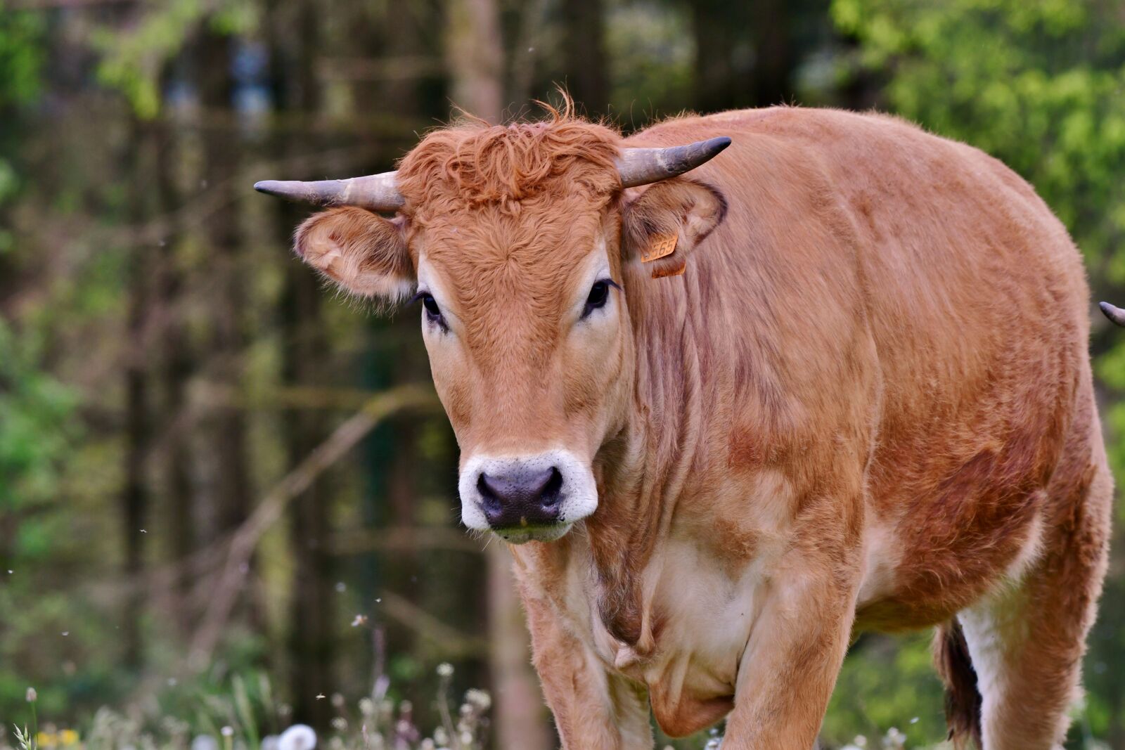 Nikon D500 sample photo. Cow, animal, horns photography
