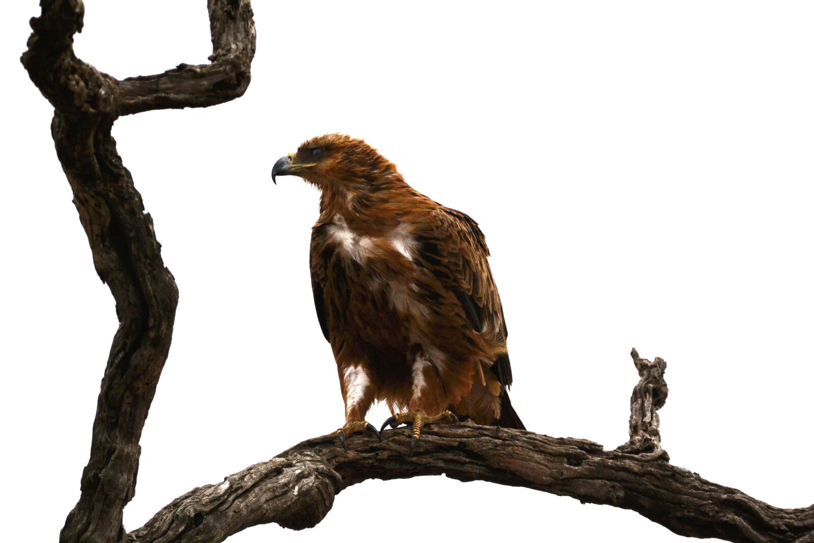 Nikon D3100 sample photo. South africa, wildlife, eagle photography