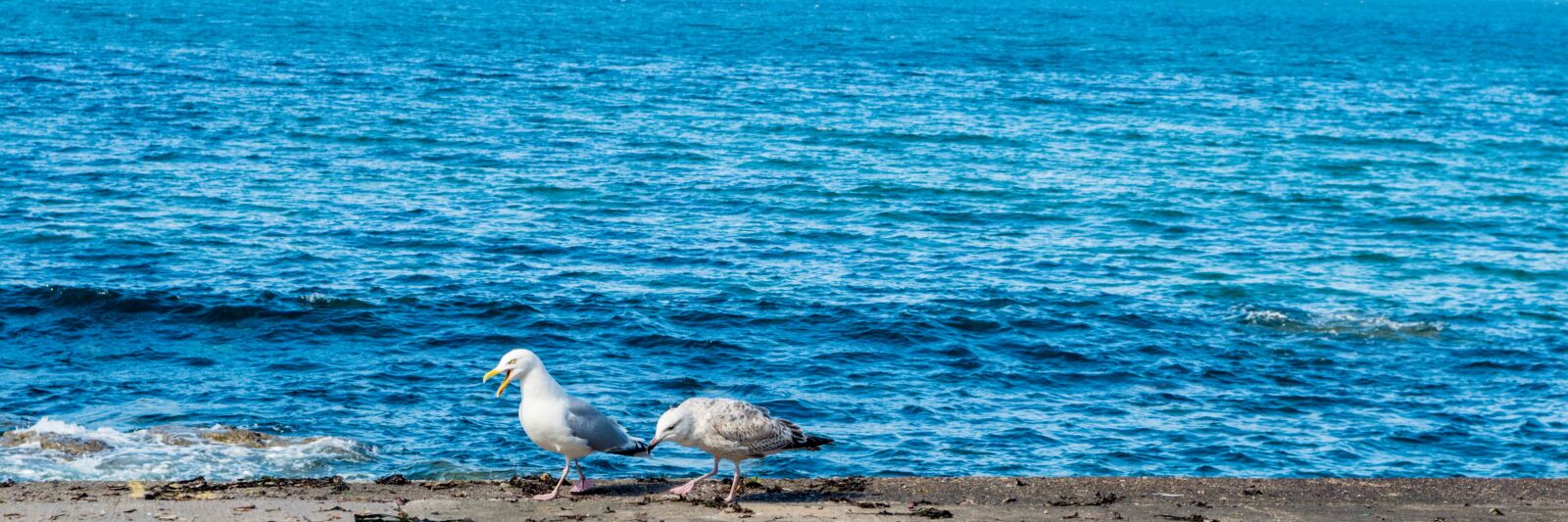 Pentax K-50 sample photo. Sea, blue, gulls photography