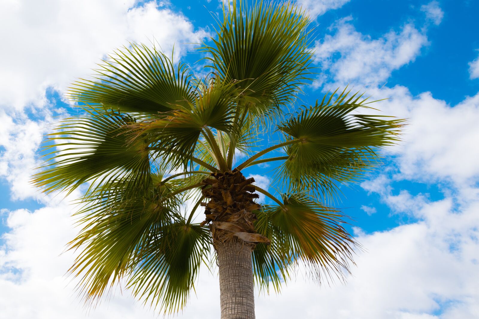 Nikon D3300 sample photo. Palm, plant, summer photography