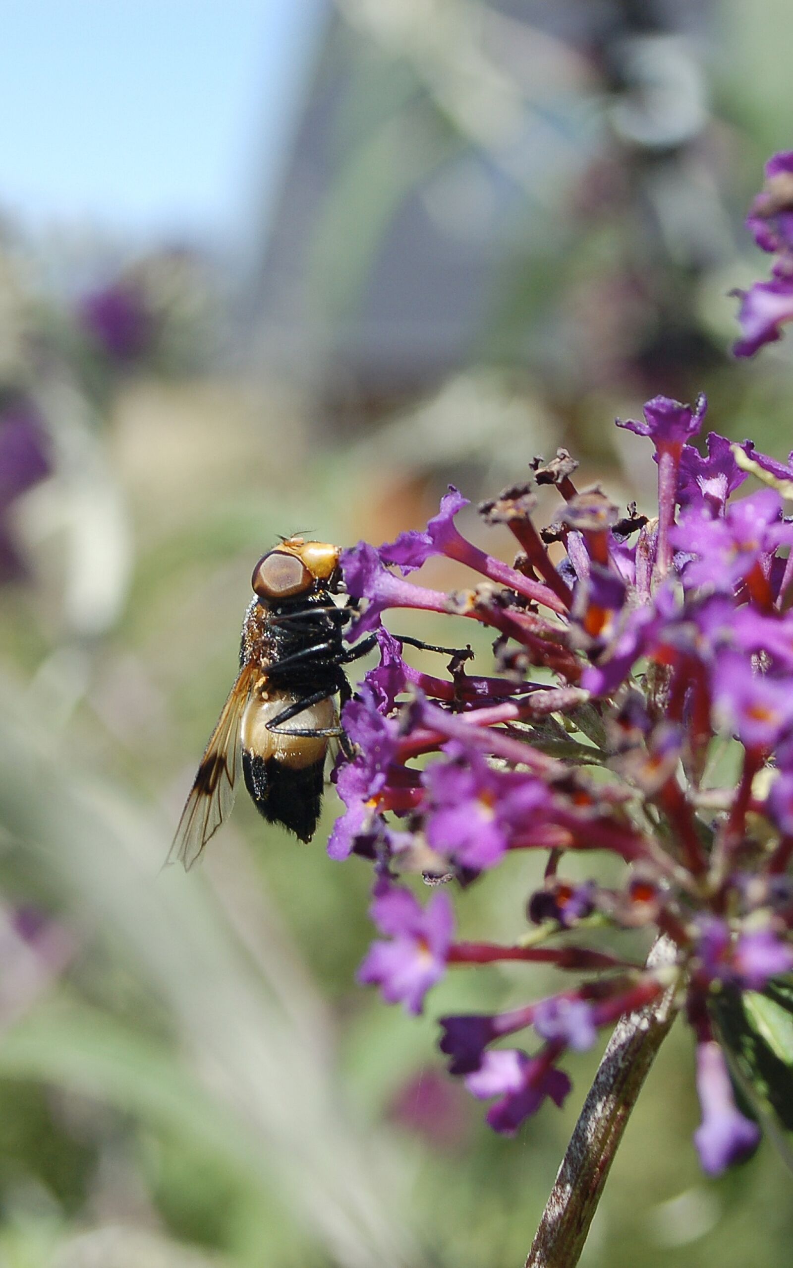 Nikon D50 sample photo. Natural, insect, fly photography