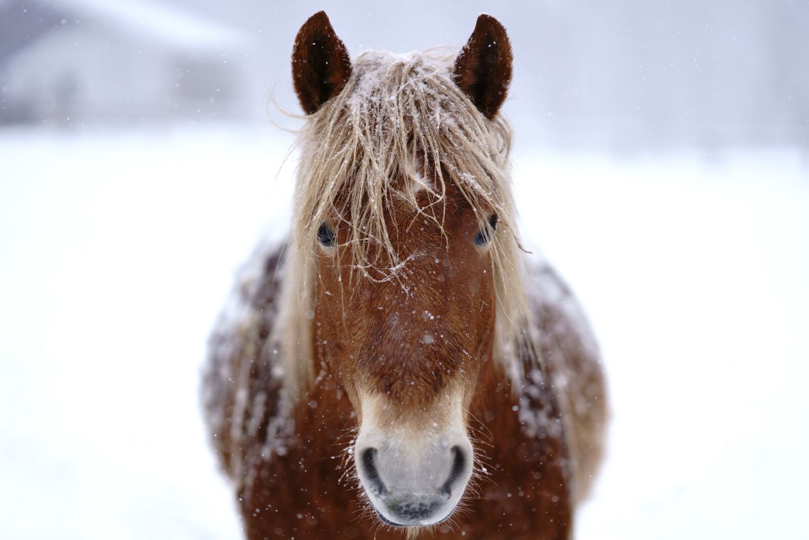 Sony FE 85mm F1.4 GM sample photo. Horse, animal, winter photography