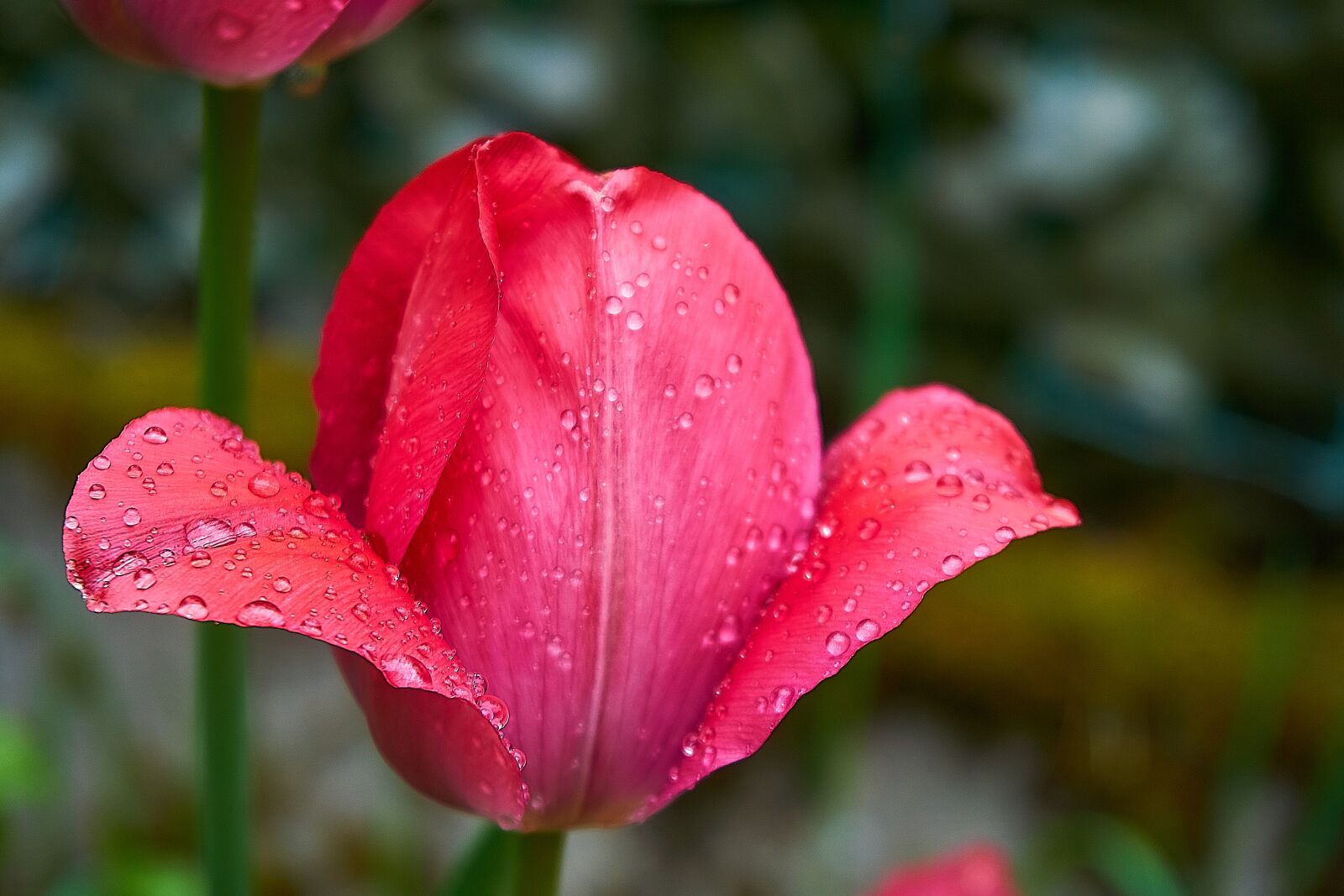 Sony a6000 sample photo. Tulip, tulpenbluete, bud photography