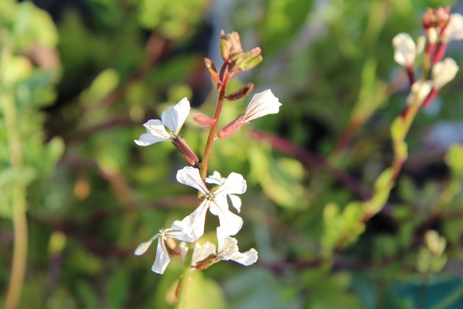 Canon EOS 600D (Rebel EOS T3i / EOS Kiss X5) sample photo. Rocket, arugula flower, garden photography