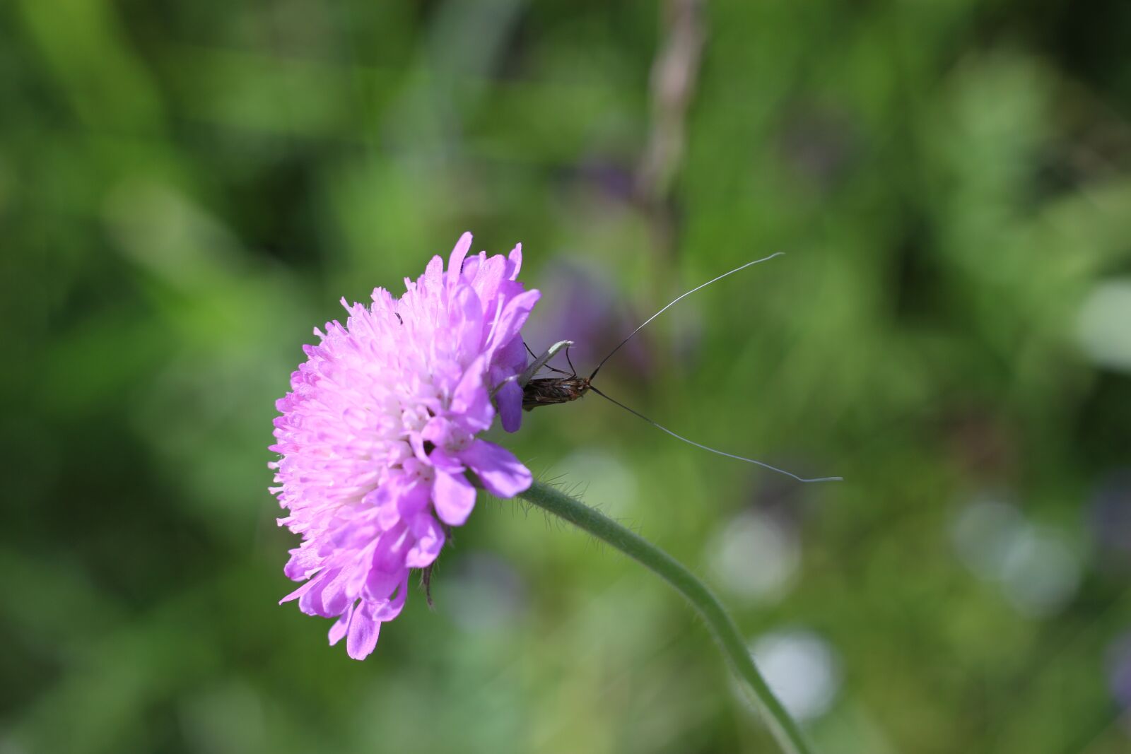 Canon EOS 100D (EOS Rebel SL1 / EOS Kiss X7) sample photo. Flower, summer, insect photography