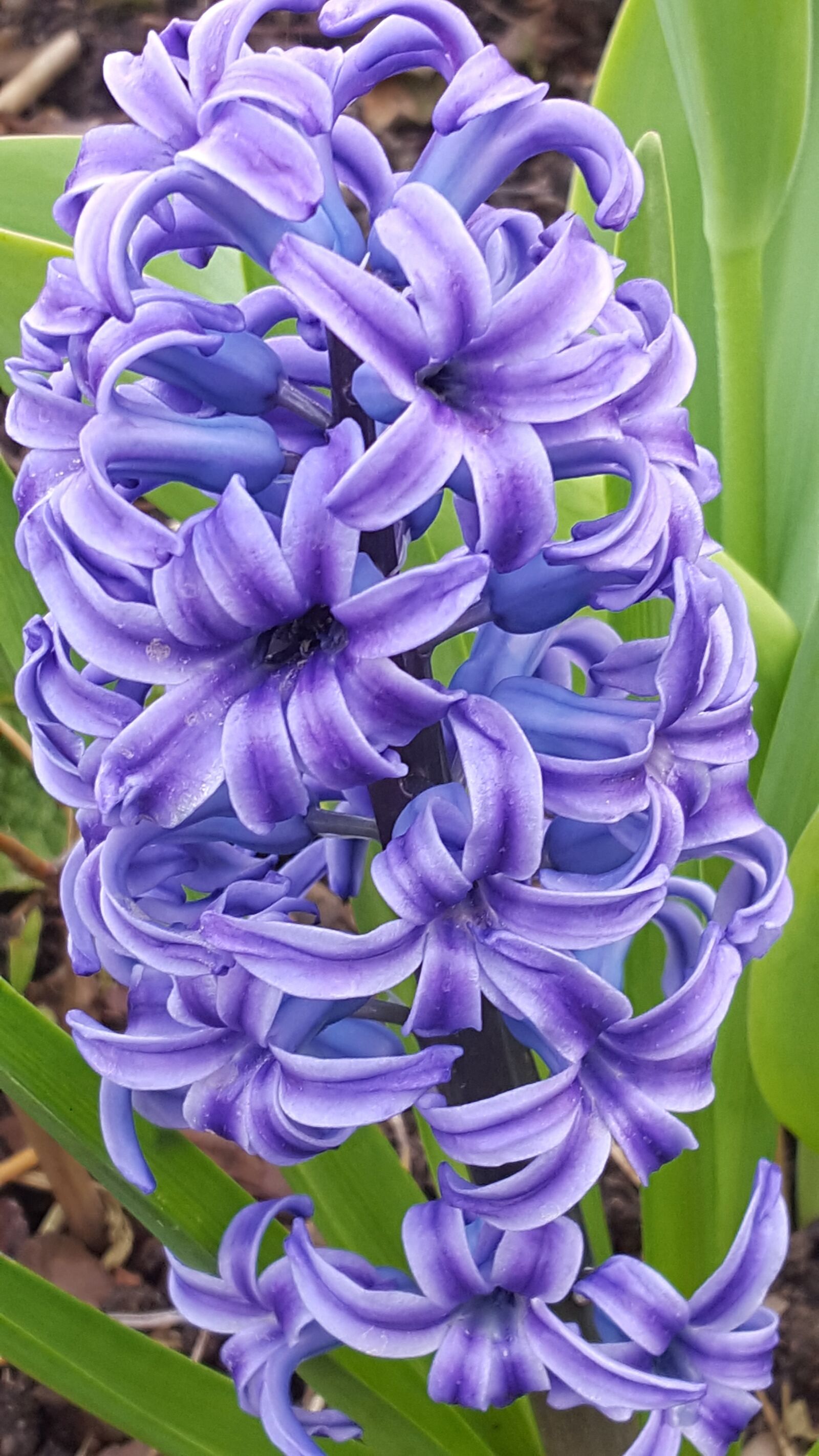 Samsung Galaxy S6 sample photo. Hyacinth, flower, flowers photography