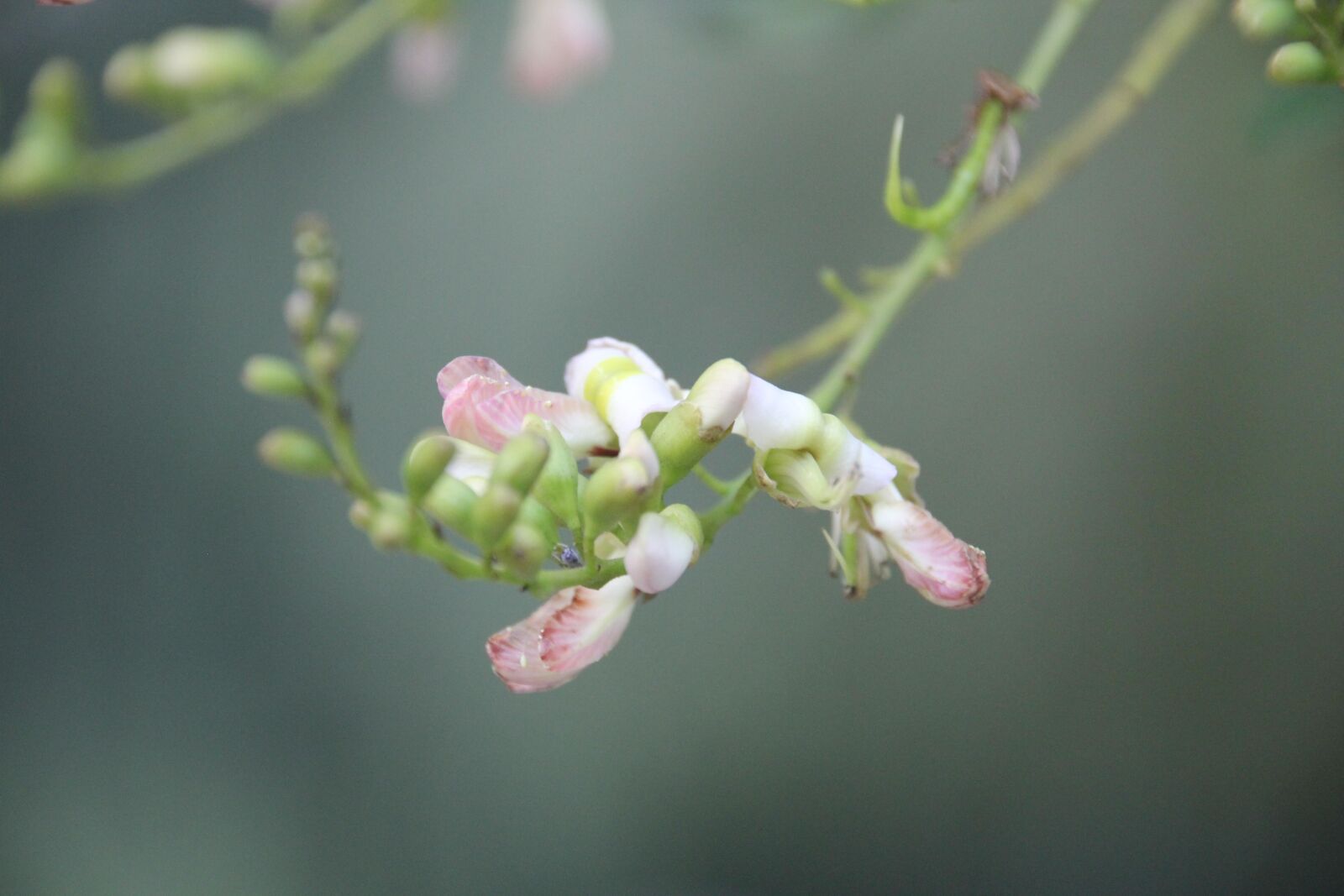 Canon EOS 60D sample photo. Flower, background, solid photography
