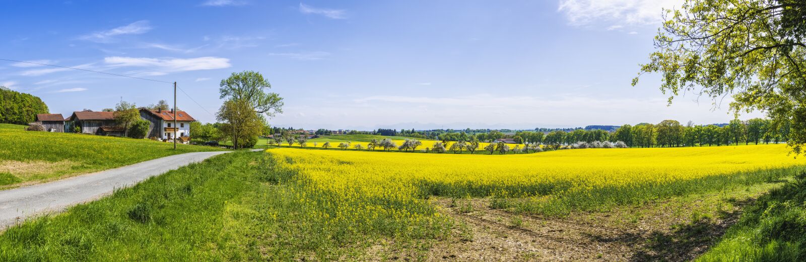 Sony a6300 + Sigma 30mm F2.8 EX DN sample photo. Panorama, oilseed rape, field photography