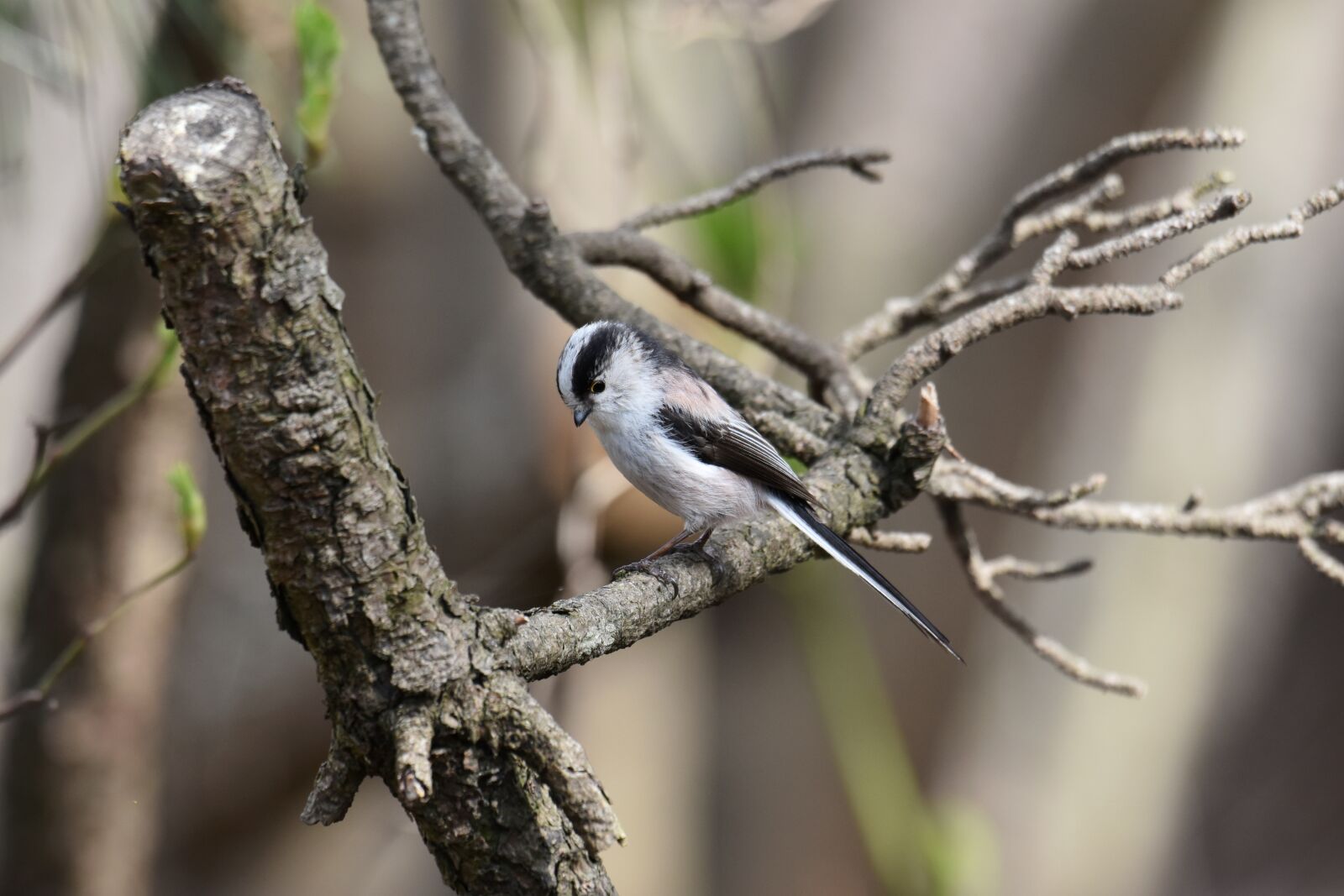 Nikon D7200 sample photo. Animal, forest, wood photography