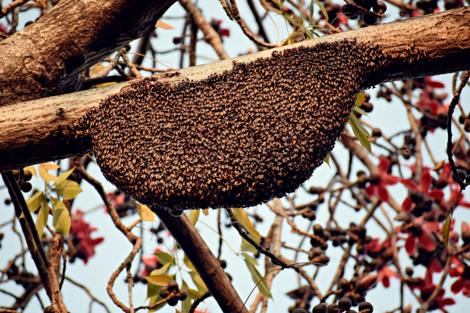 Nikon D3300 sample photo. Beehive, honeybees, bee photography