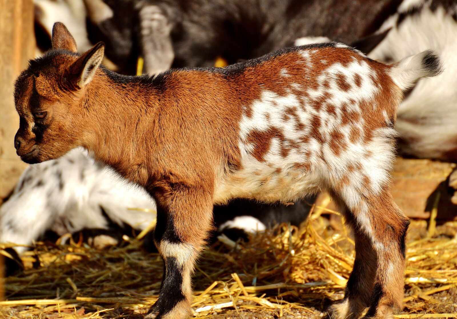 Nikon D3200 sample photo. Goat, wildpark poing, young photography