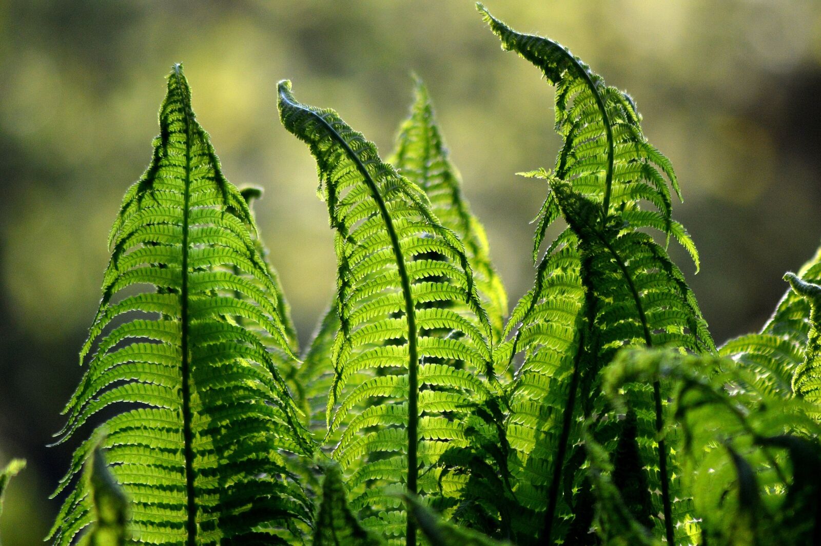 Nikon D3200 sample photo. Fern, ferns, green photography