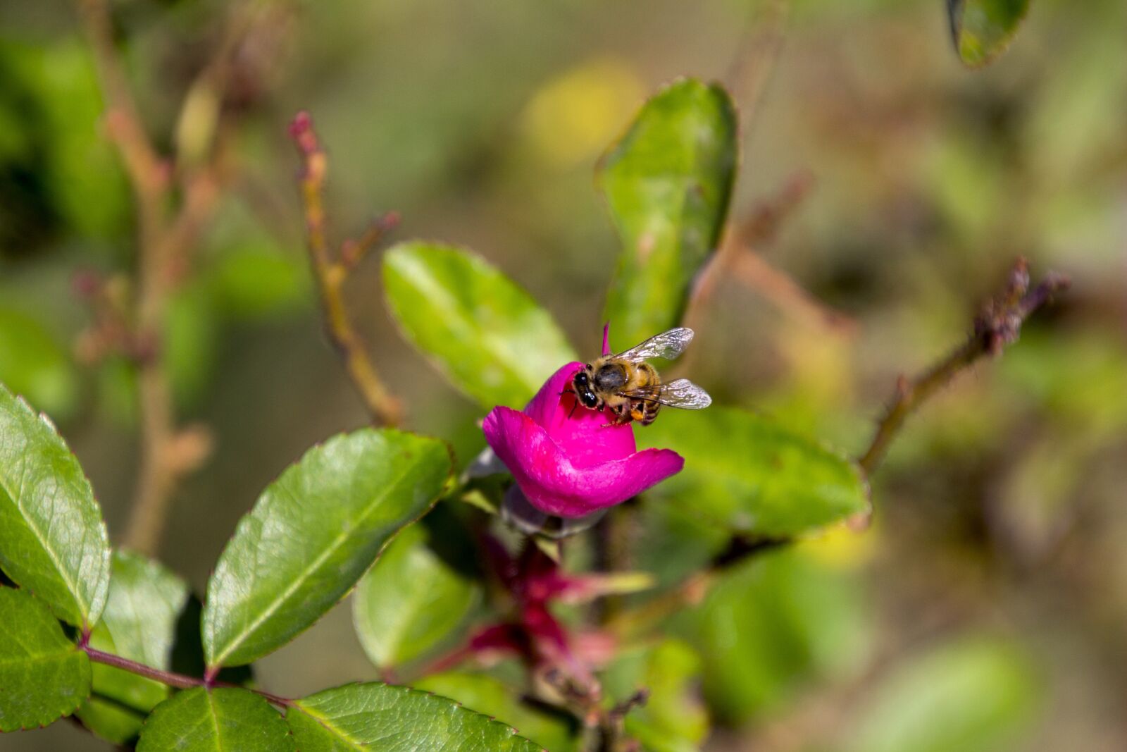 Canon EOS 700D (EOS Rebel T5i / EOS Kiss X7i) sample photo. Rosa, ornamental flower, garden photography