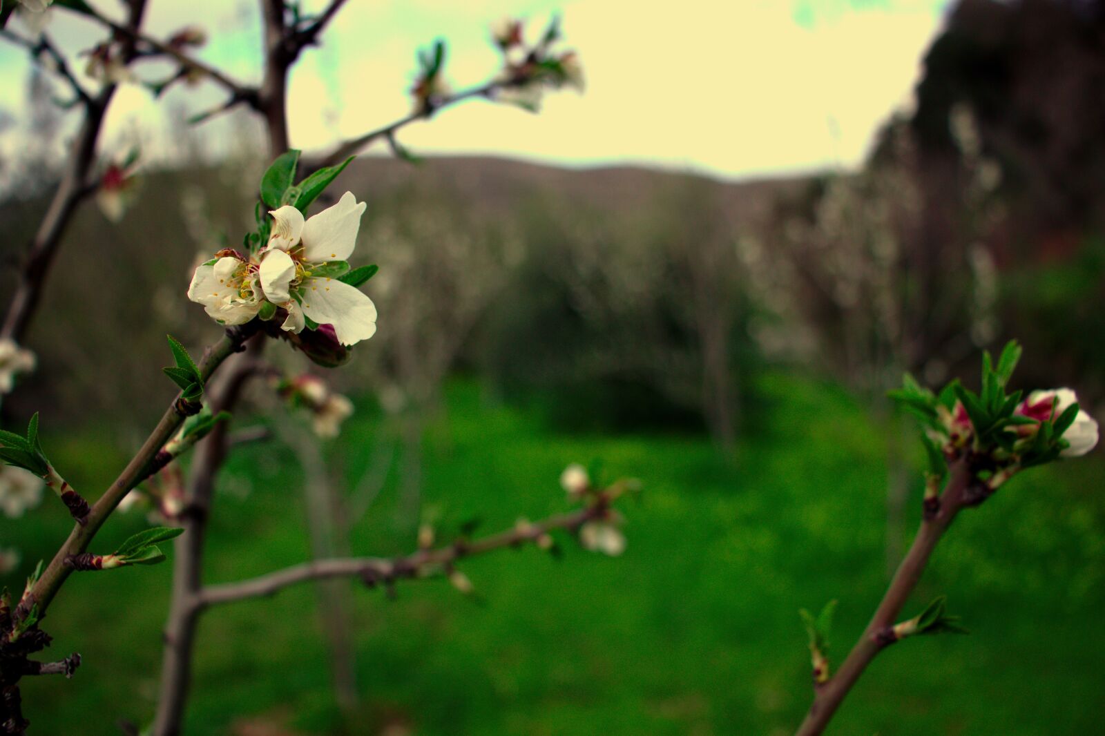 Canon EOS 800D (EOS Rebel T7i / EOS Kiss X9i) sample photo. Tree, almond, spring photography