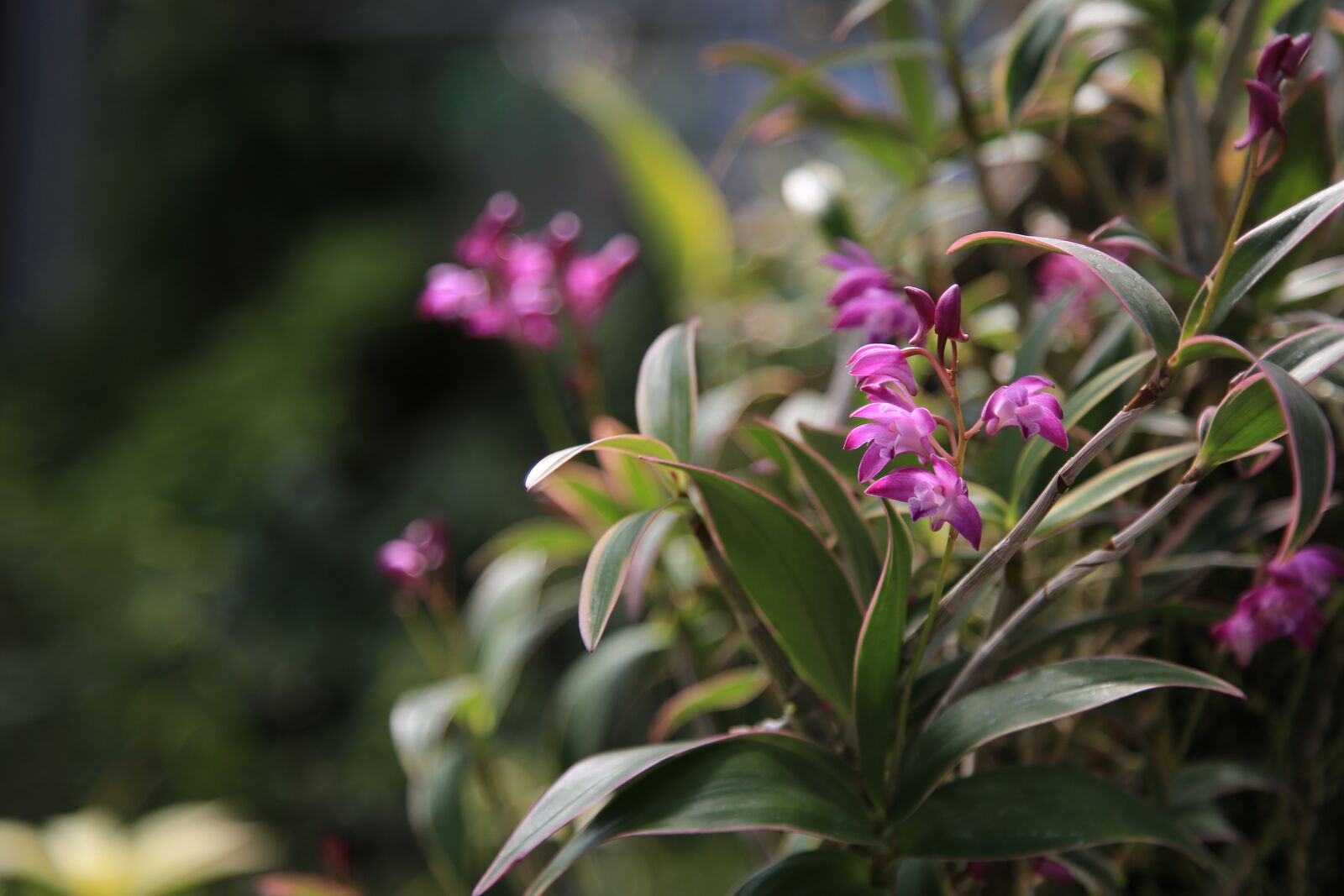 Canon EOS 6D + Canon EF 24-105mm F4L IS USM sample photo. I, orchid, flowers photography