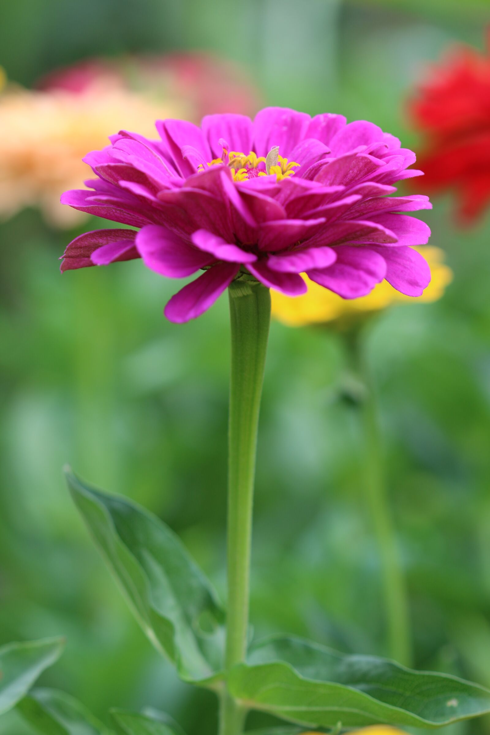 Canon EOS 70D sample photo. Summer flower, nature, garden photography