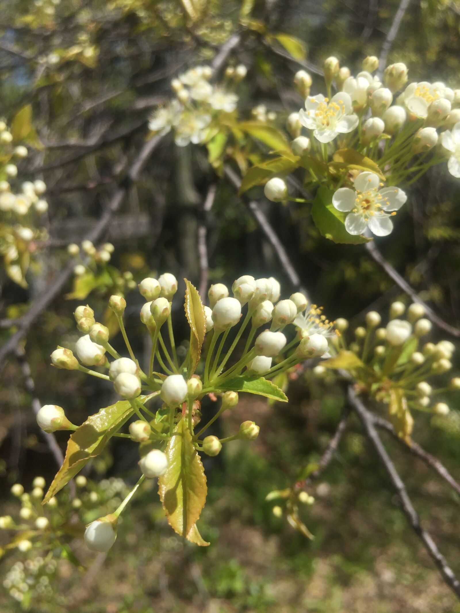 iPhone 6 back camera 4.15mm f/2.2 sample photo. Pin cherry, wild flower photography