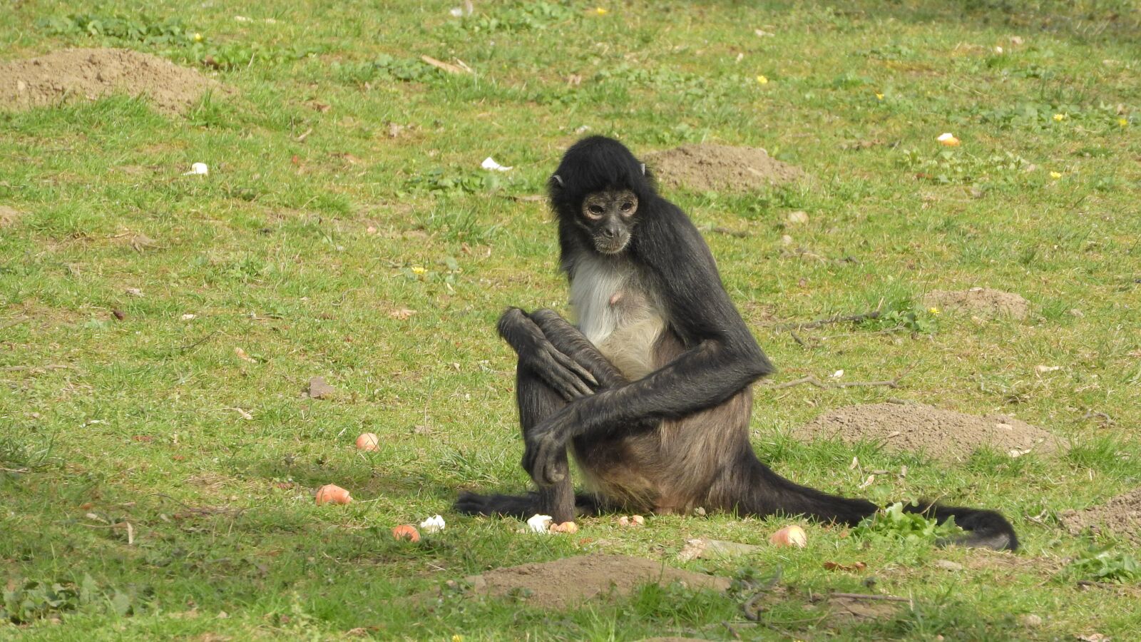 Nikon Coolpix P610 sample photo. Ateles geoffroyi, understood, geoffroy's photography