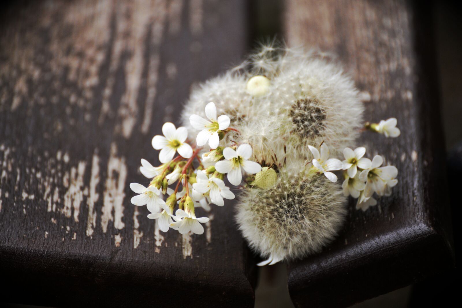 Nikon D610 sample photo. Dandelion, flight screens, pointed photography