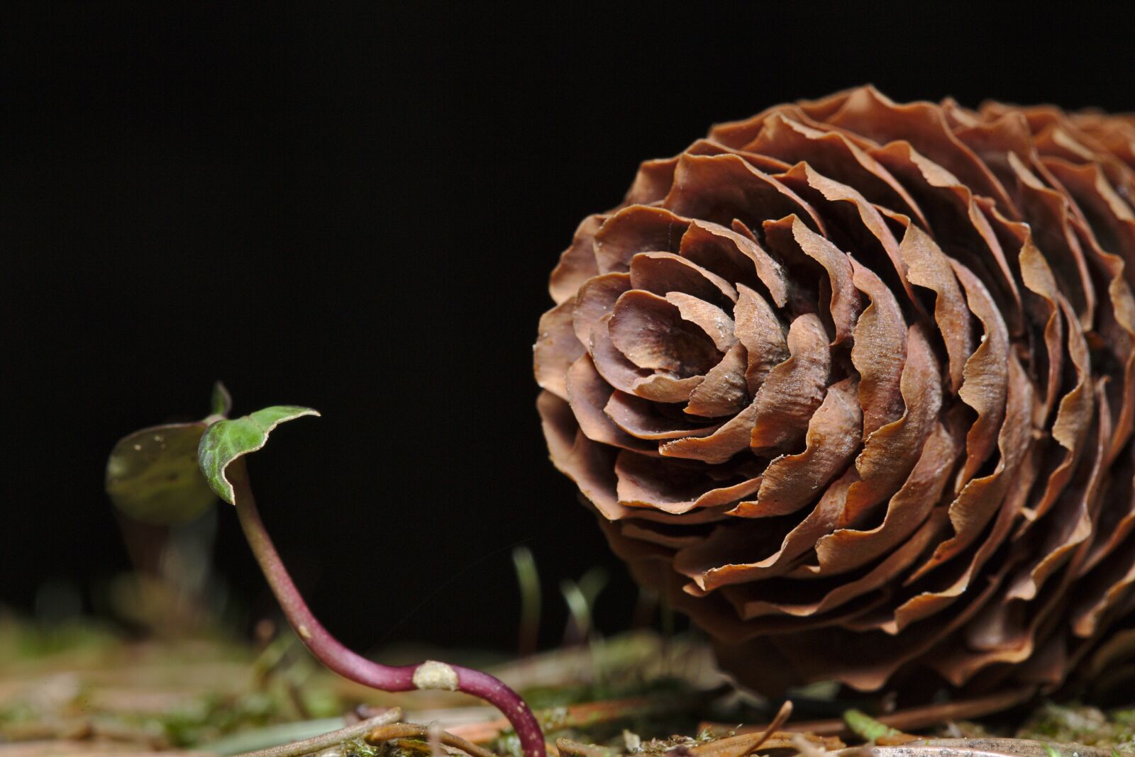 Canon EF 100mm F2.8L Macro IS USM sample photo. Winter, pine cones, close photography