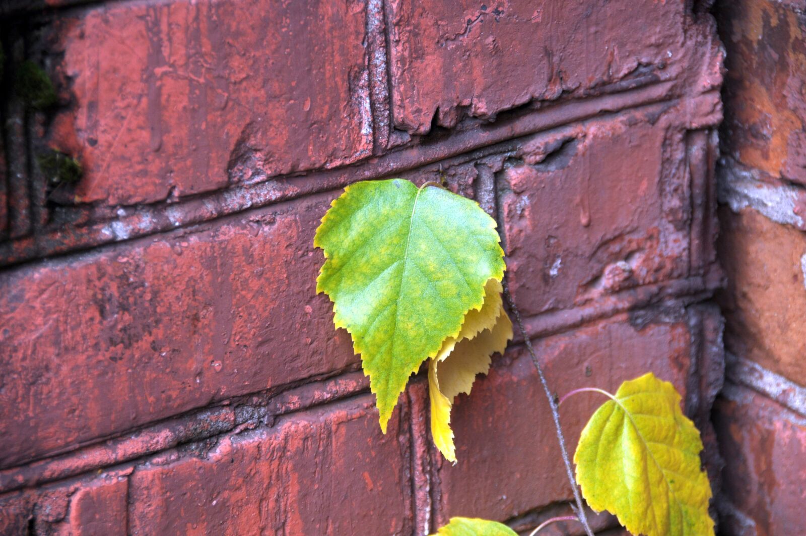 Nikon D300S sample photo. Autumn, sheet, birch photography