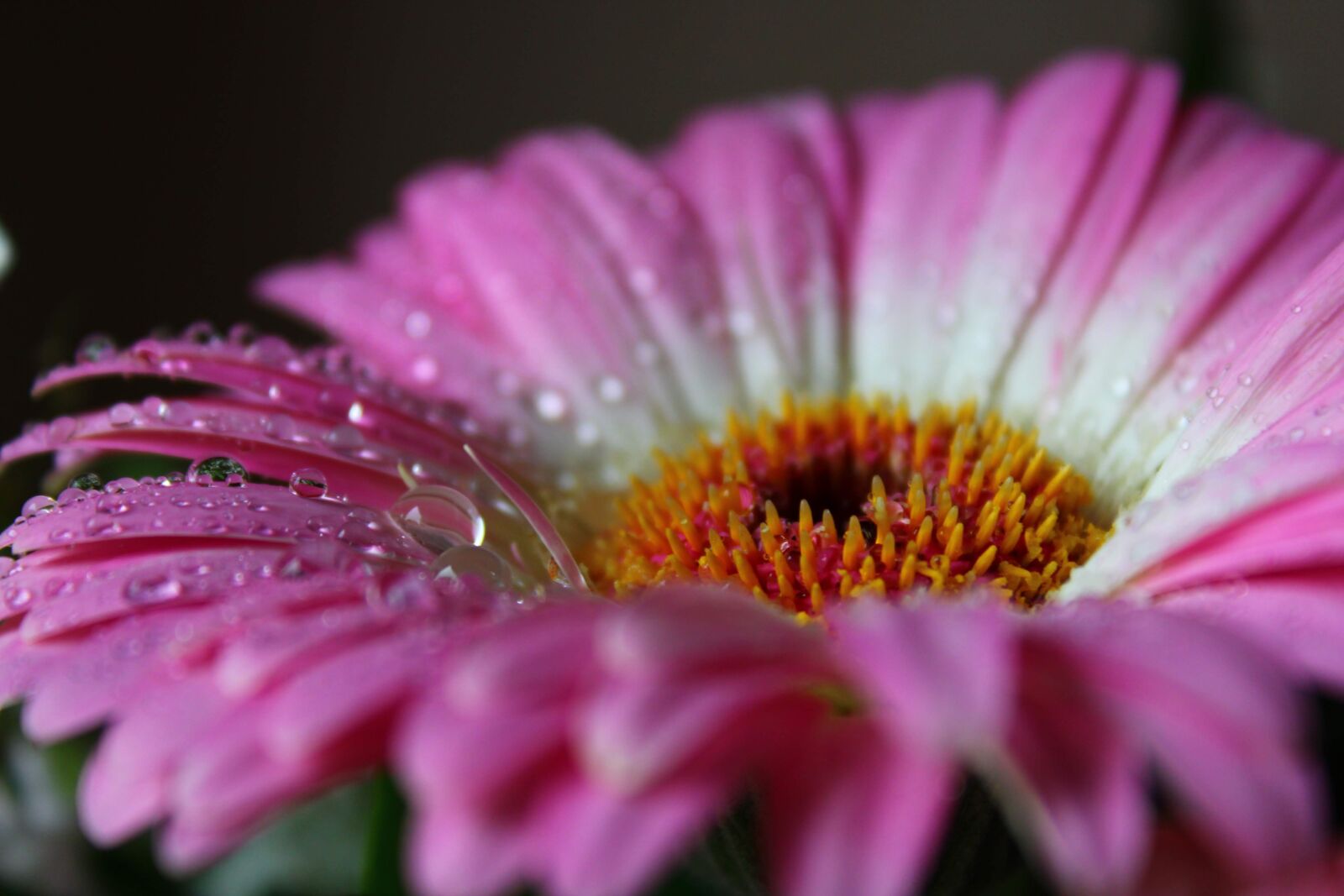 Canon EOS 2000D (EOS Rebel T7 / EOS Kiss X90 / EOS 1500D) sample photo. Gerbera, flower, nature photography