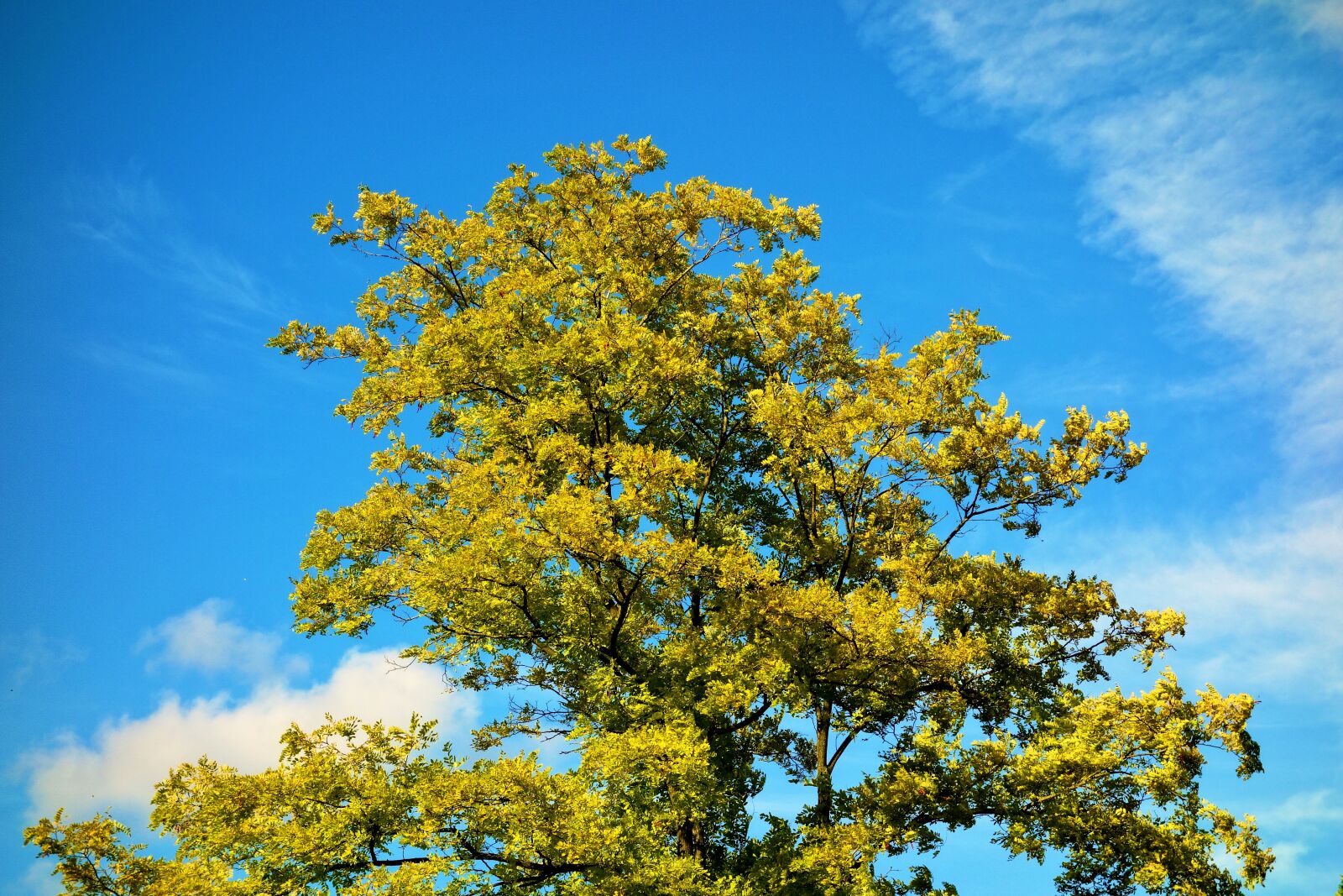 Sony Cyber-shot DSC-RX100 sample photo. Tree, tree top, foliage photography