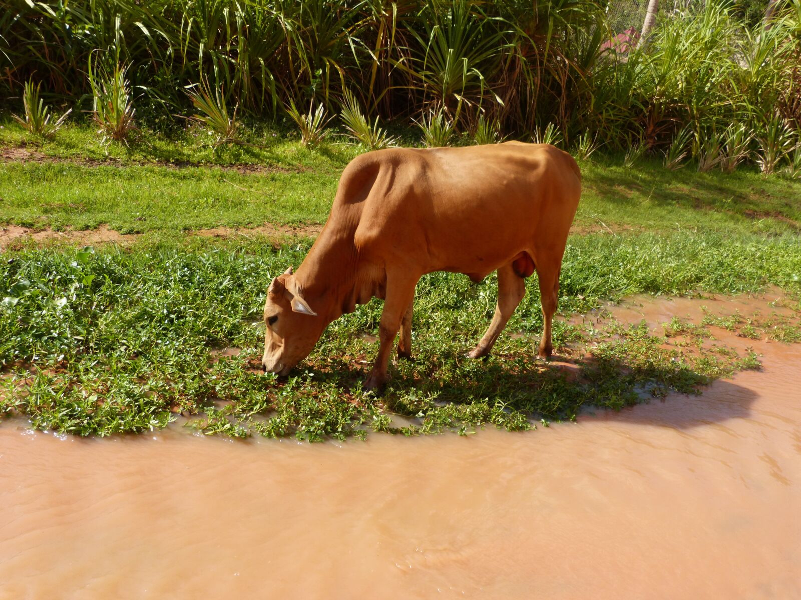 Panasonic DMC-FZ62 sample photo. Cow, river, browse photography